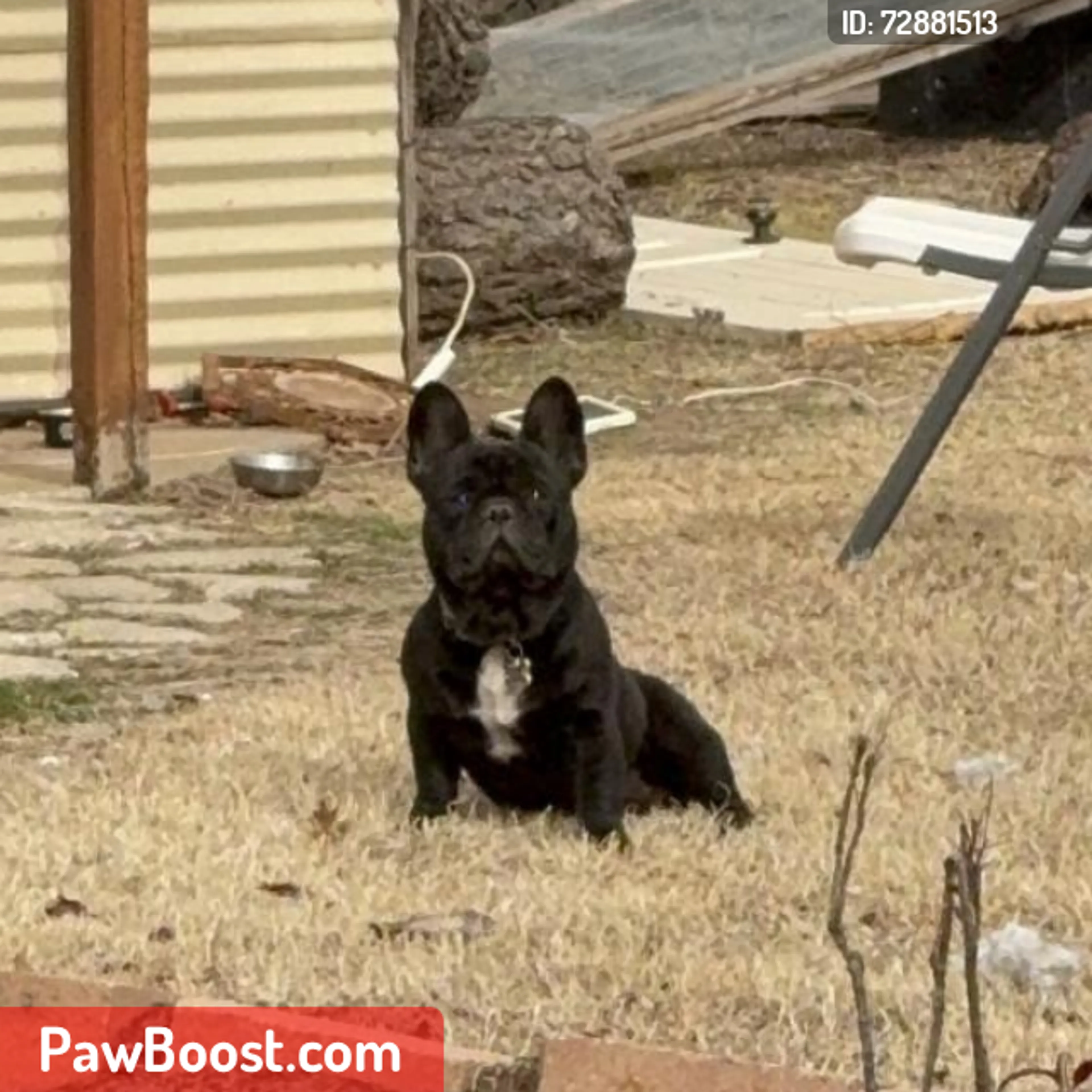 Lost pet