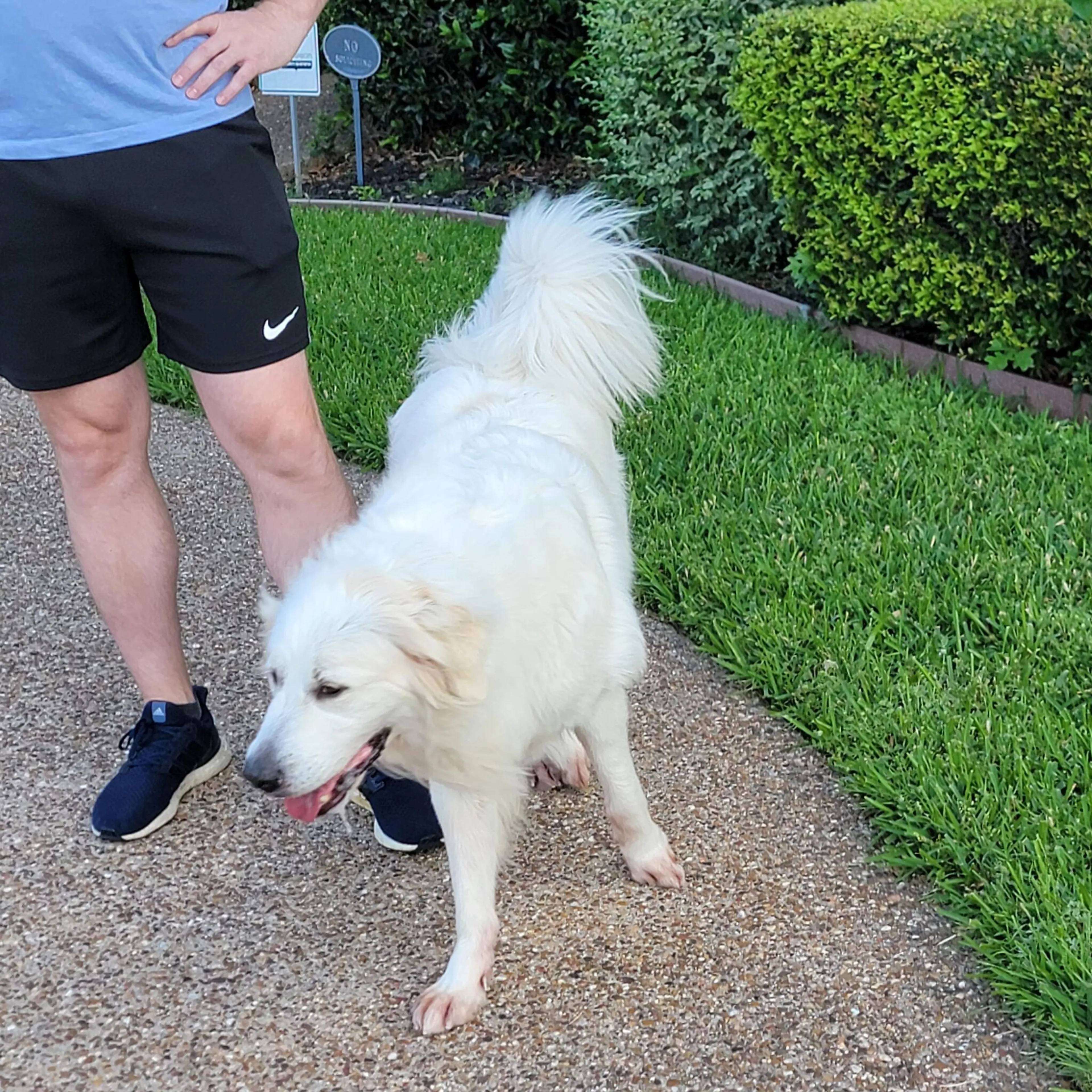 Found pet