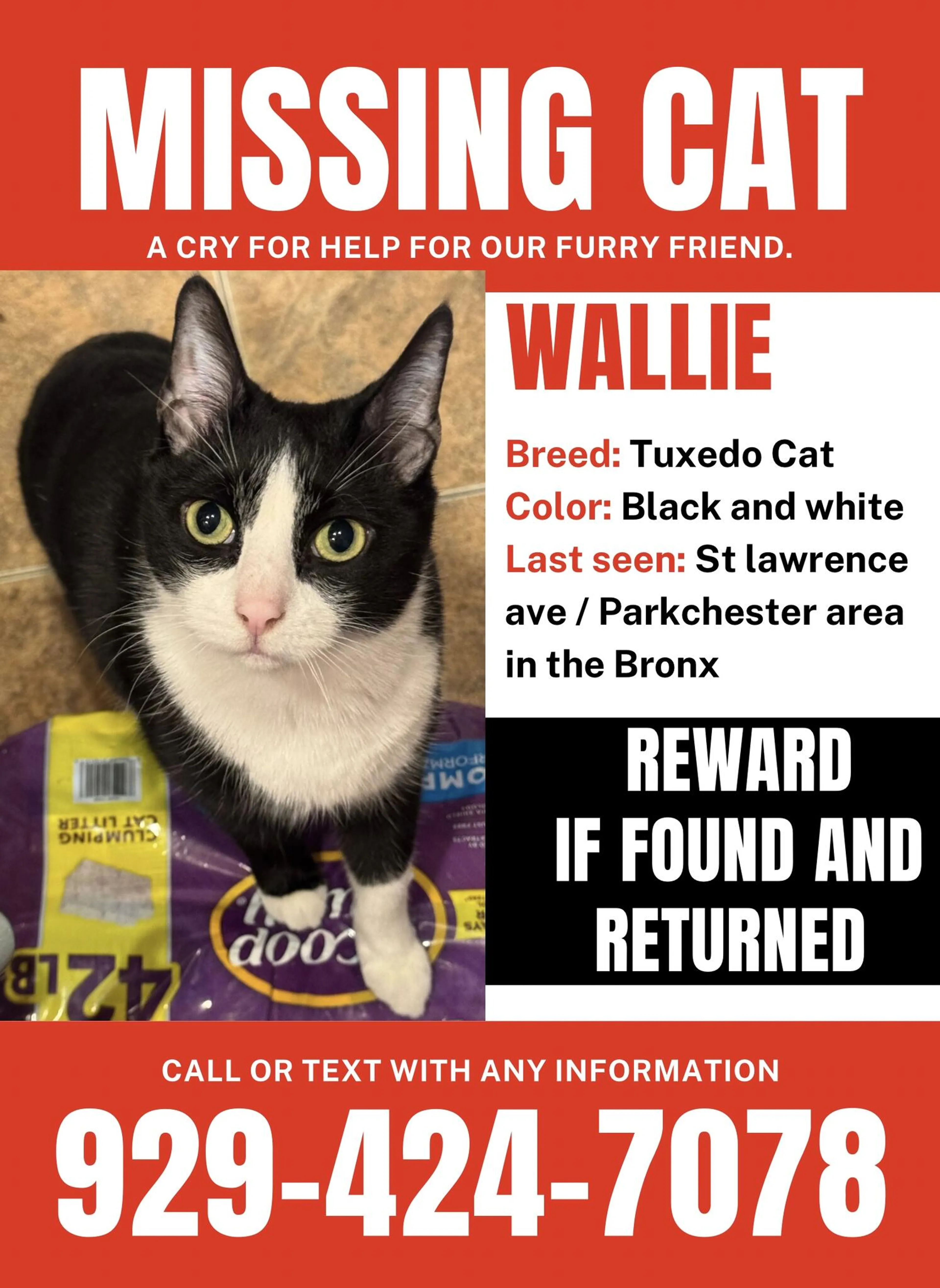 Lost pet