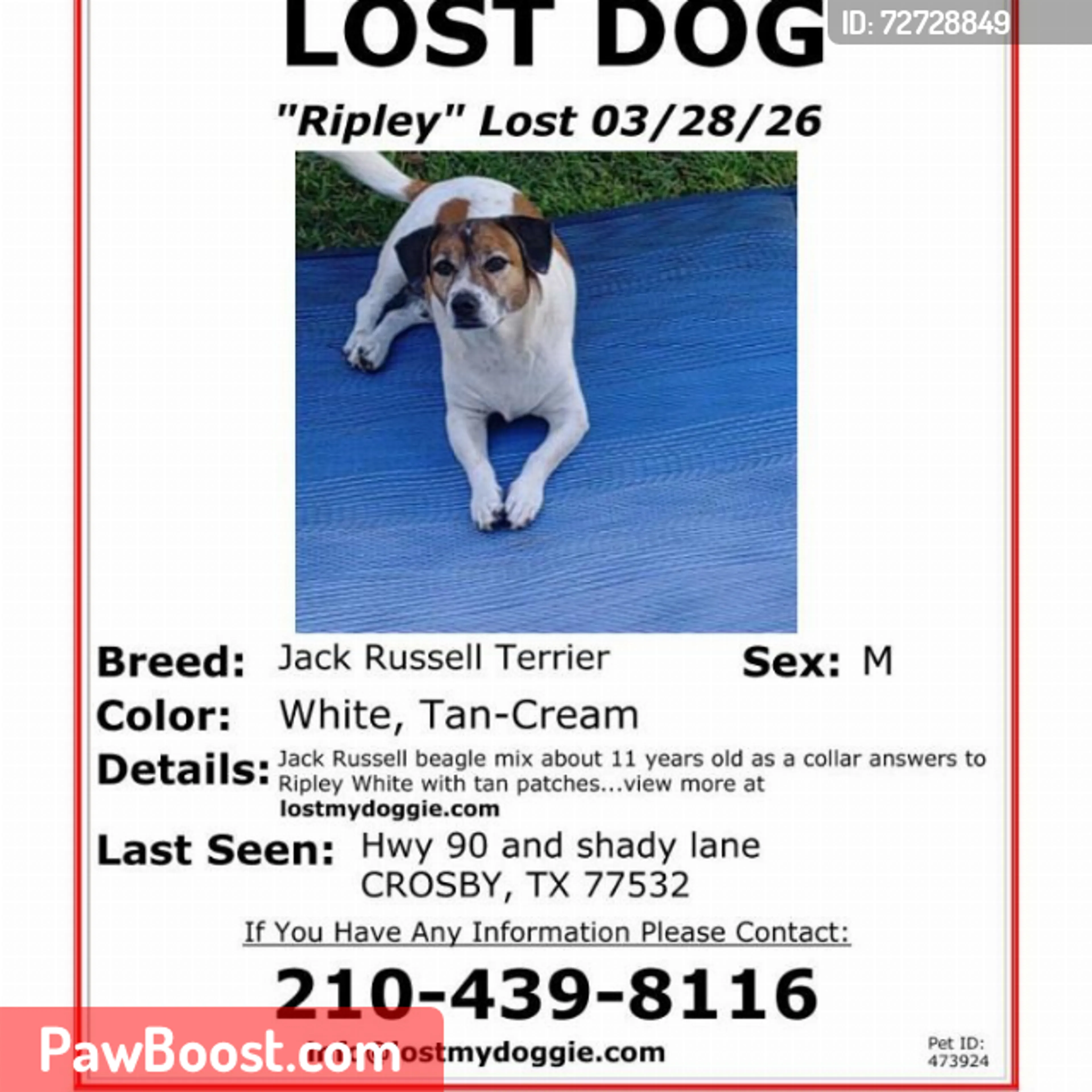 Lost pet