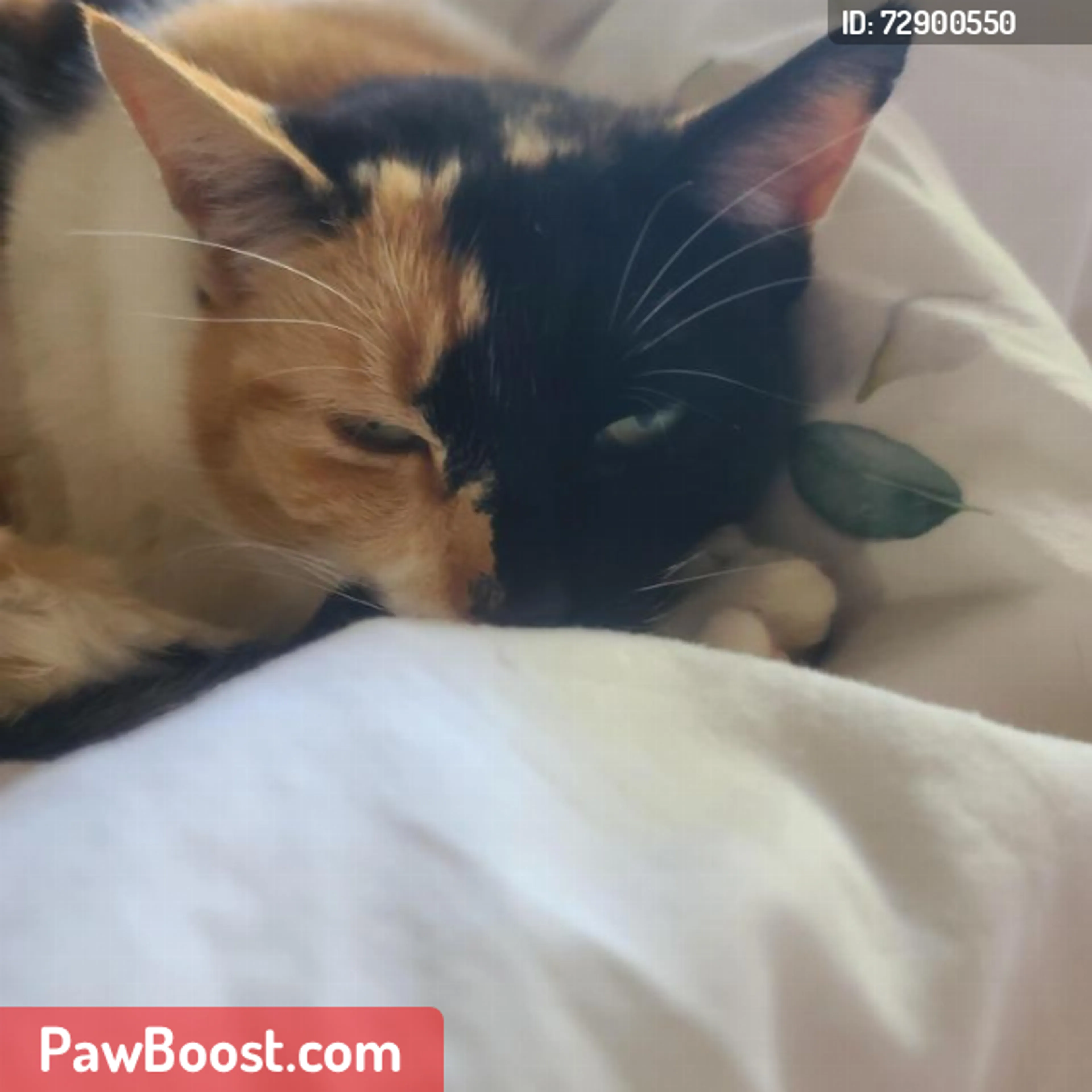 Lost pet