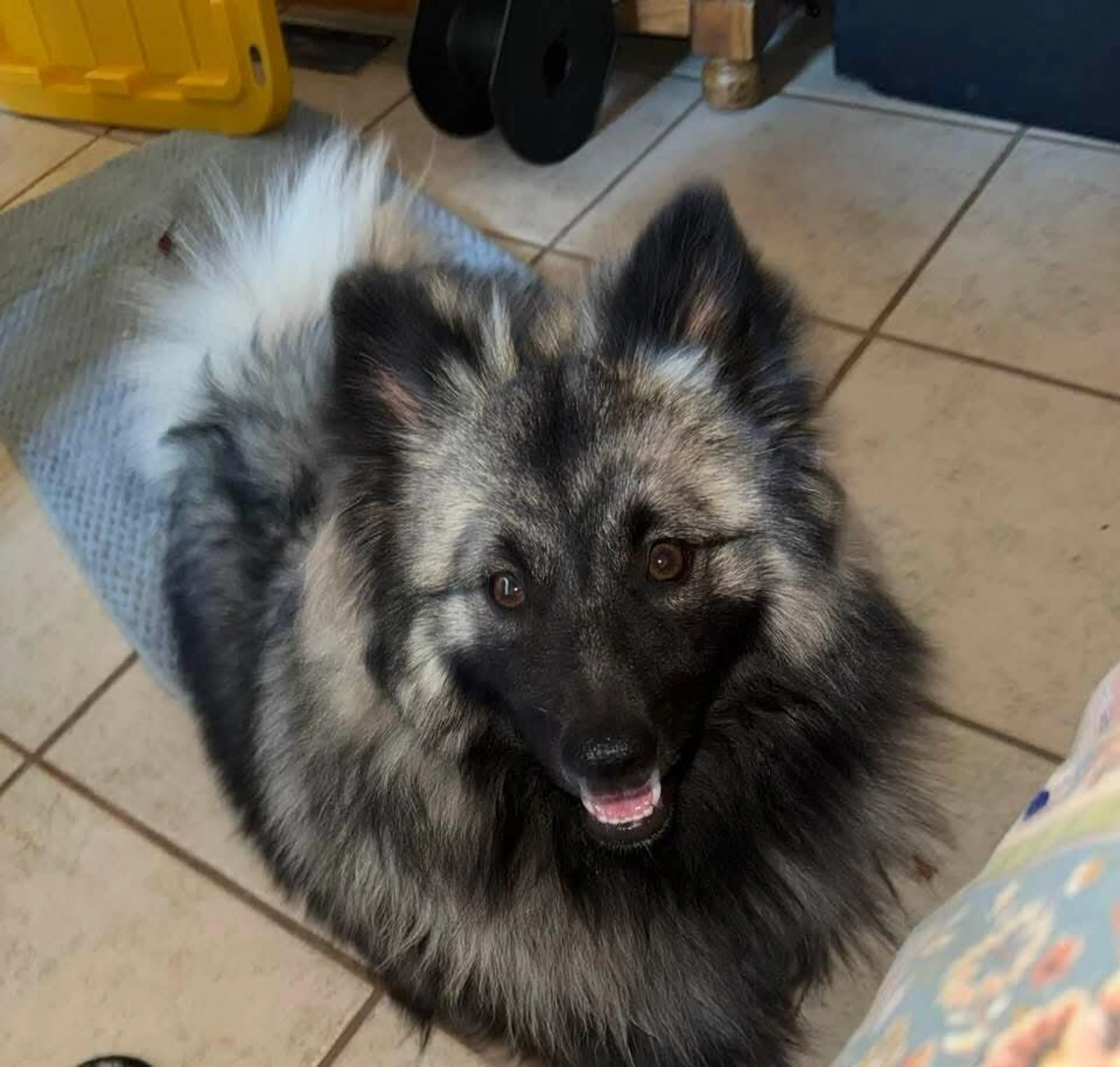 Lost pet