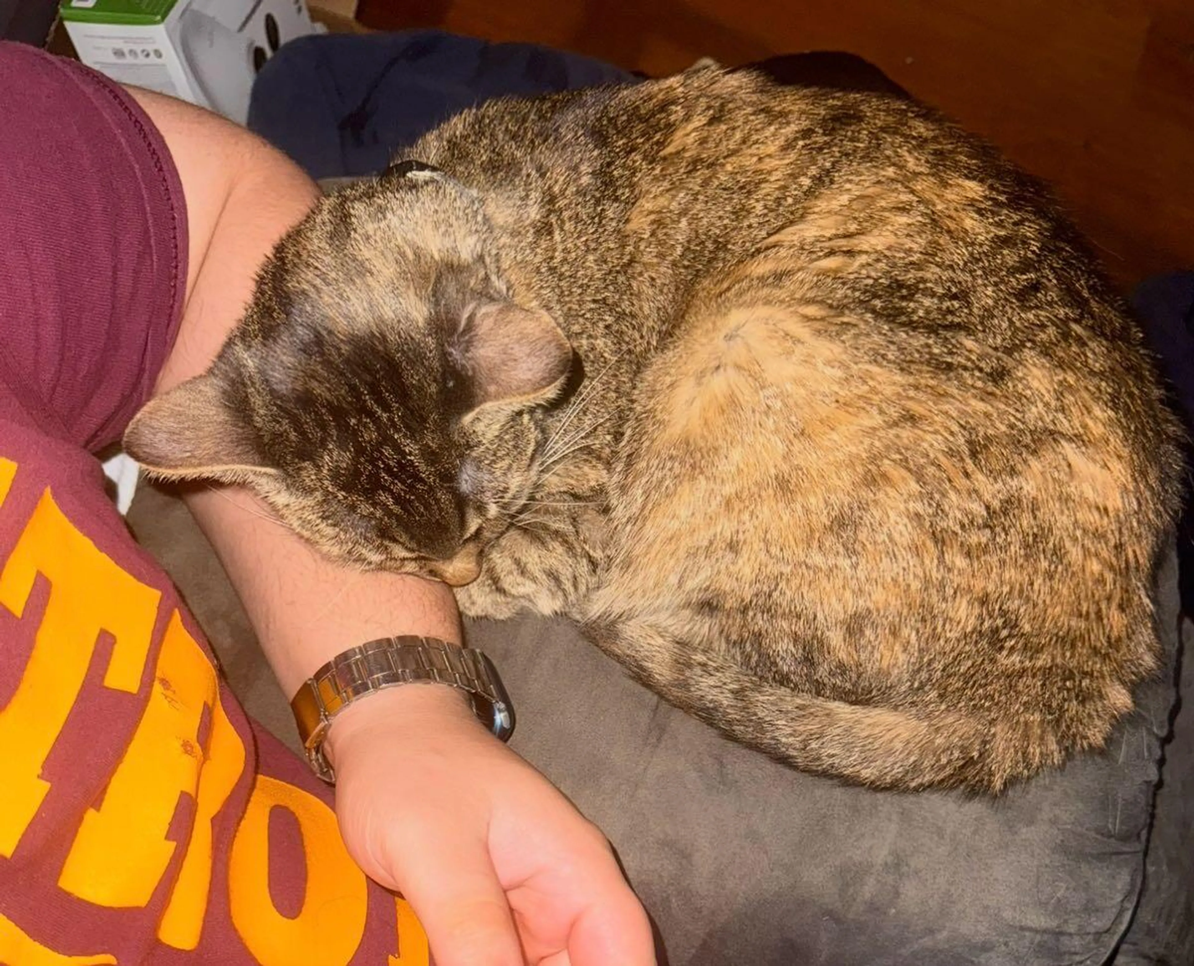 Lost pet
