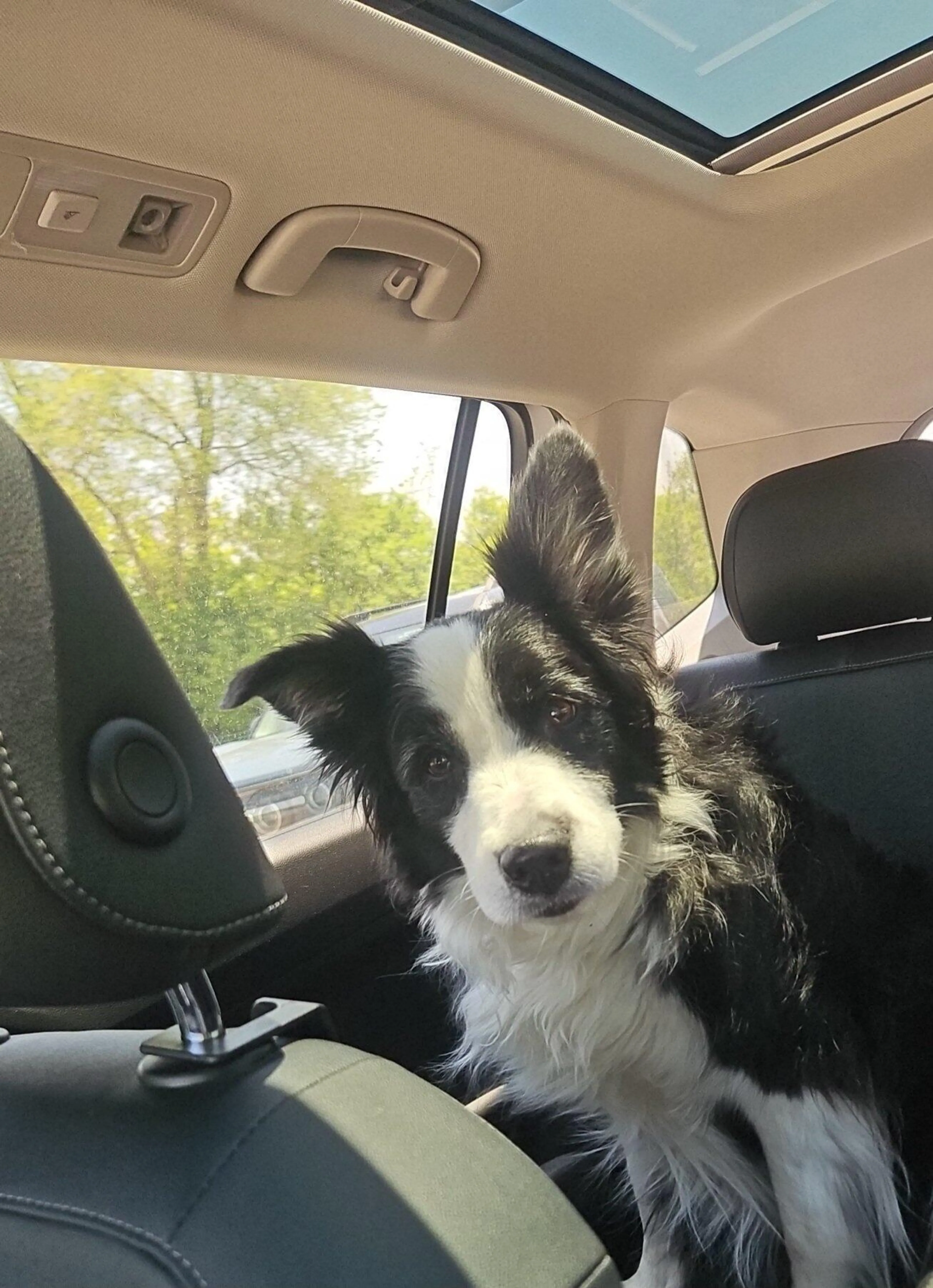 Found pet