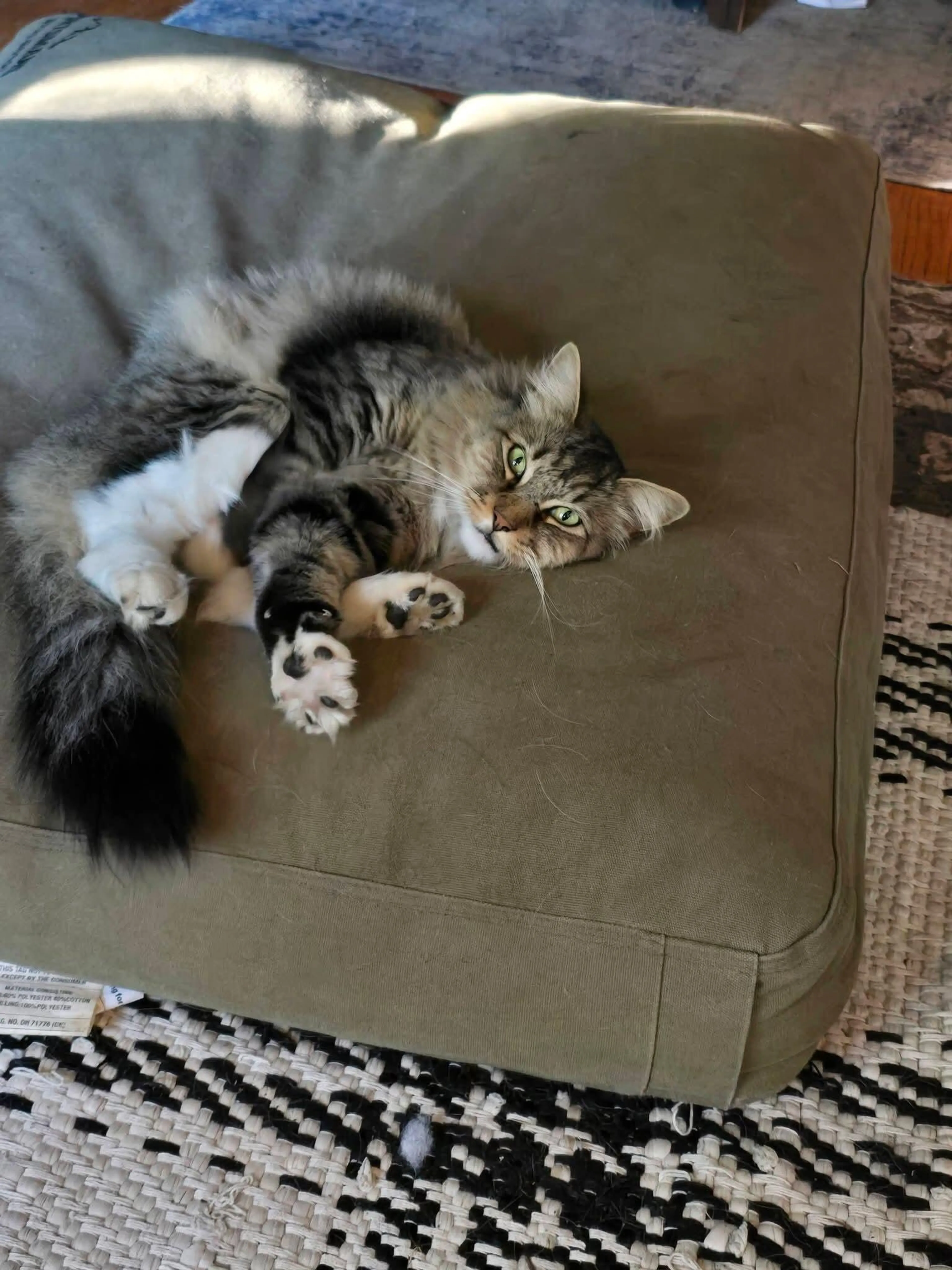 Lost pet