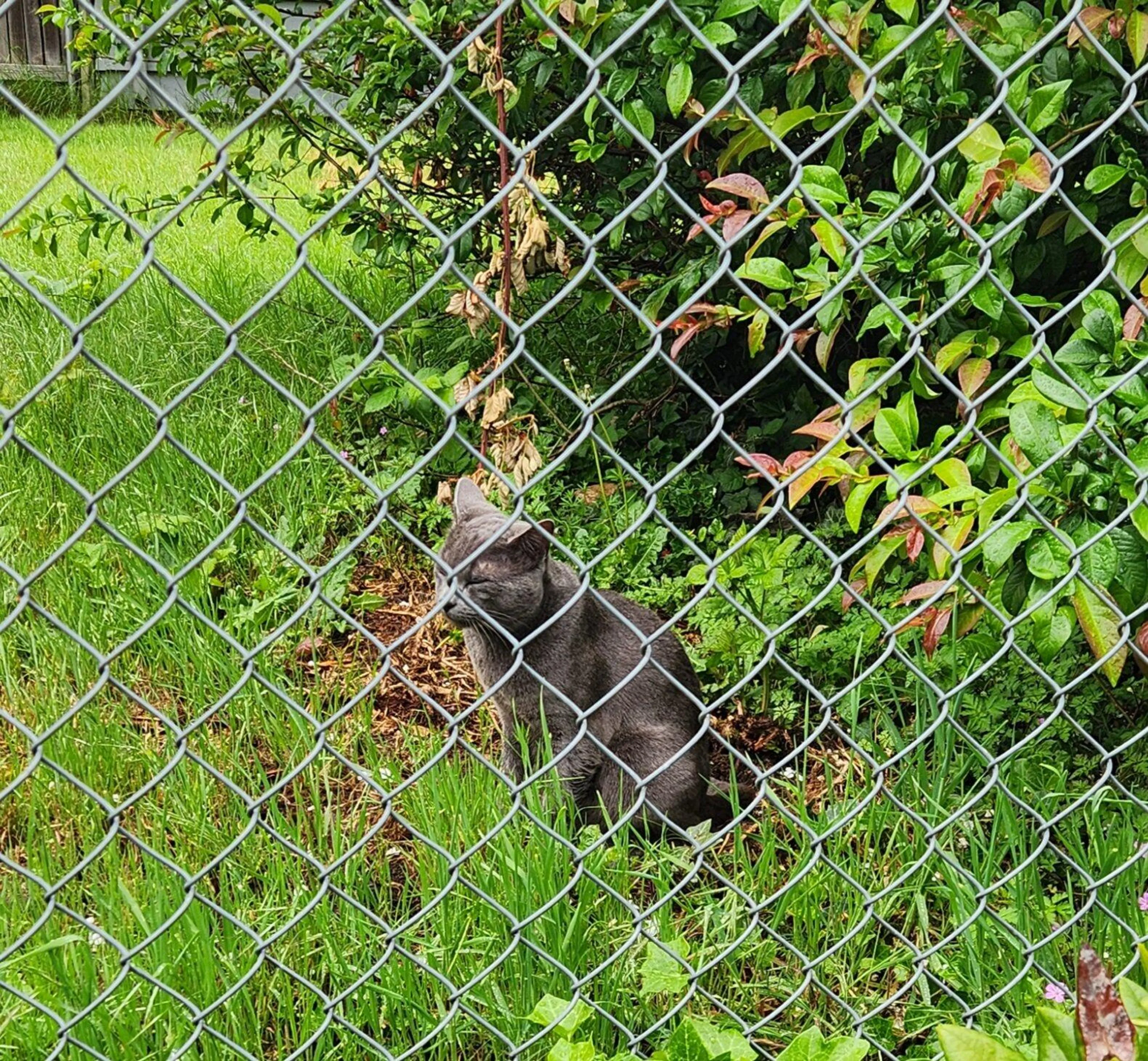 Found pet