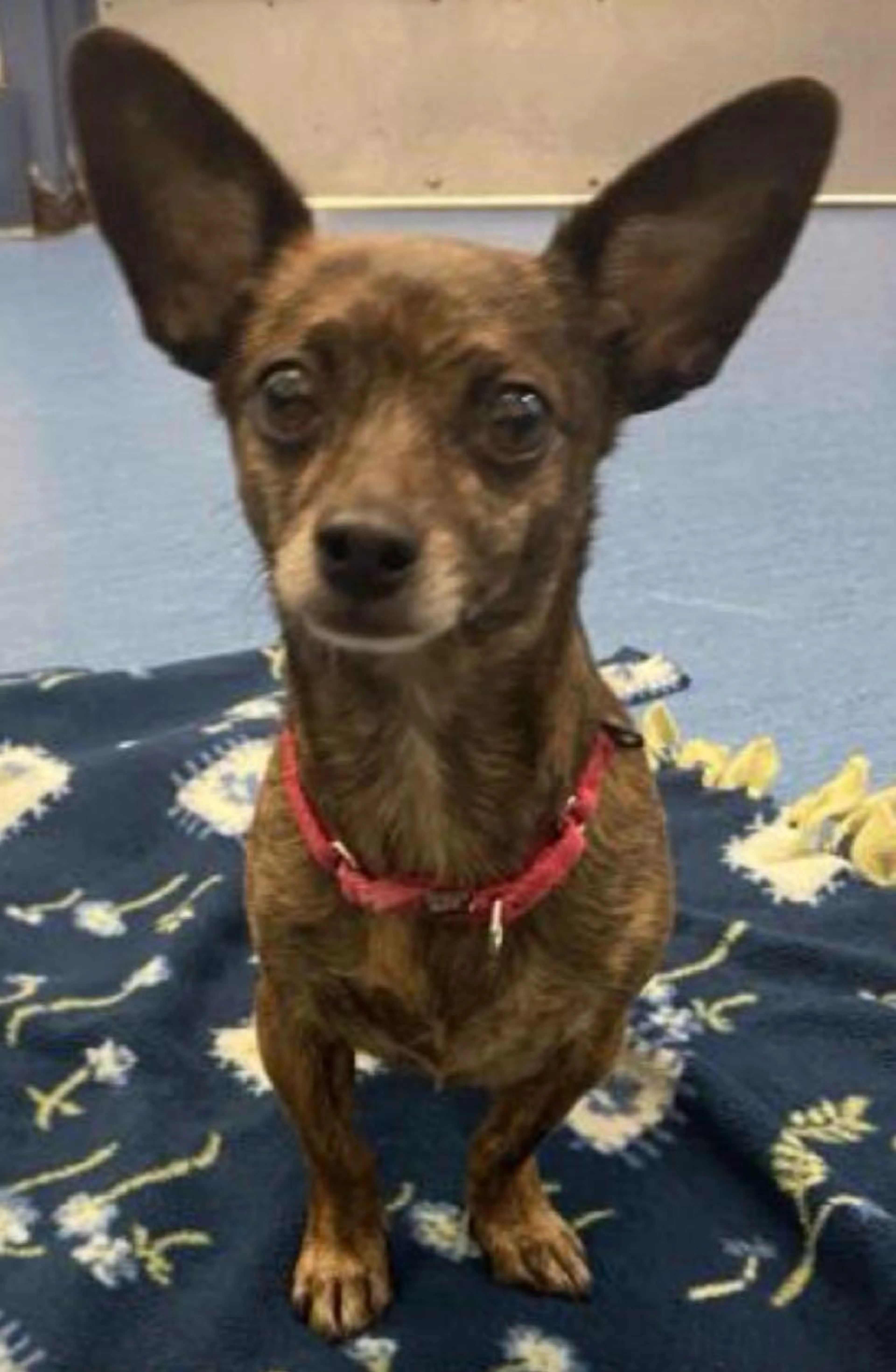 Lost pet