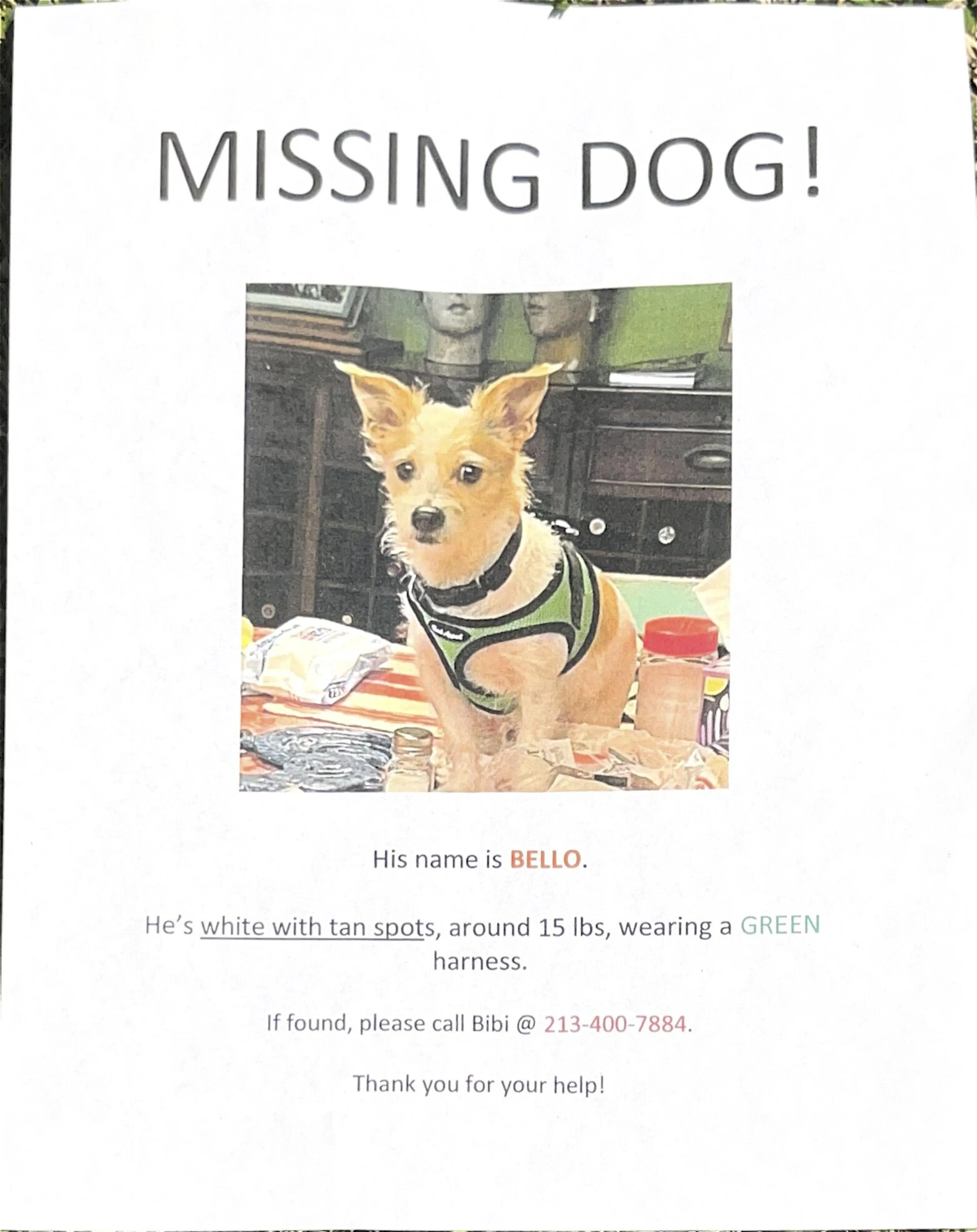 Lost pet