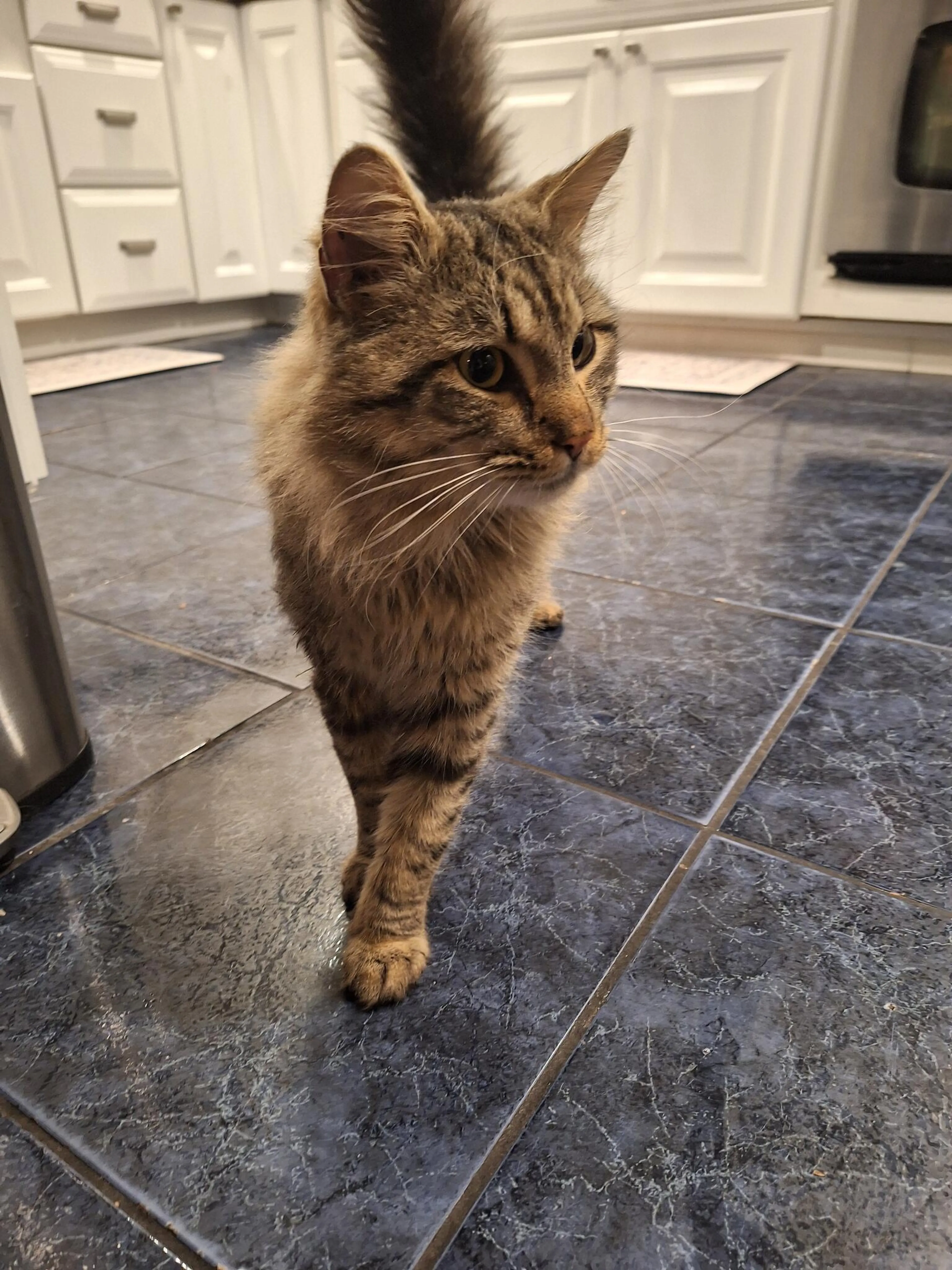 Found pet