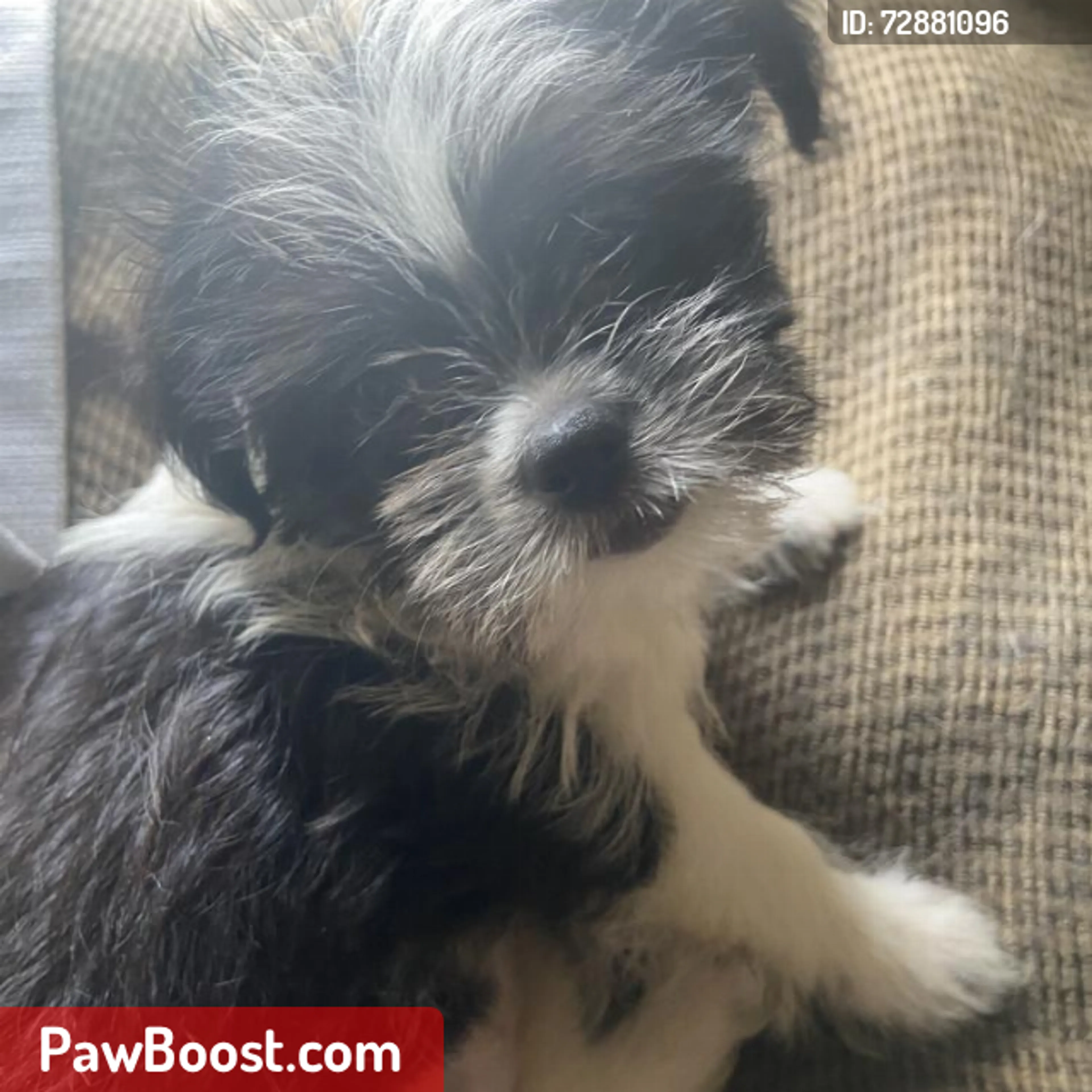 Lost pet