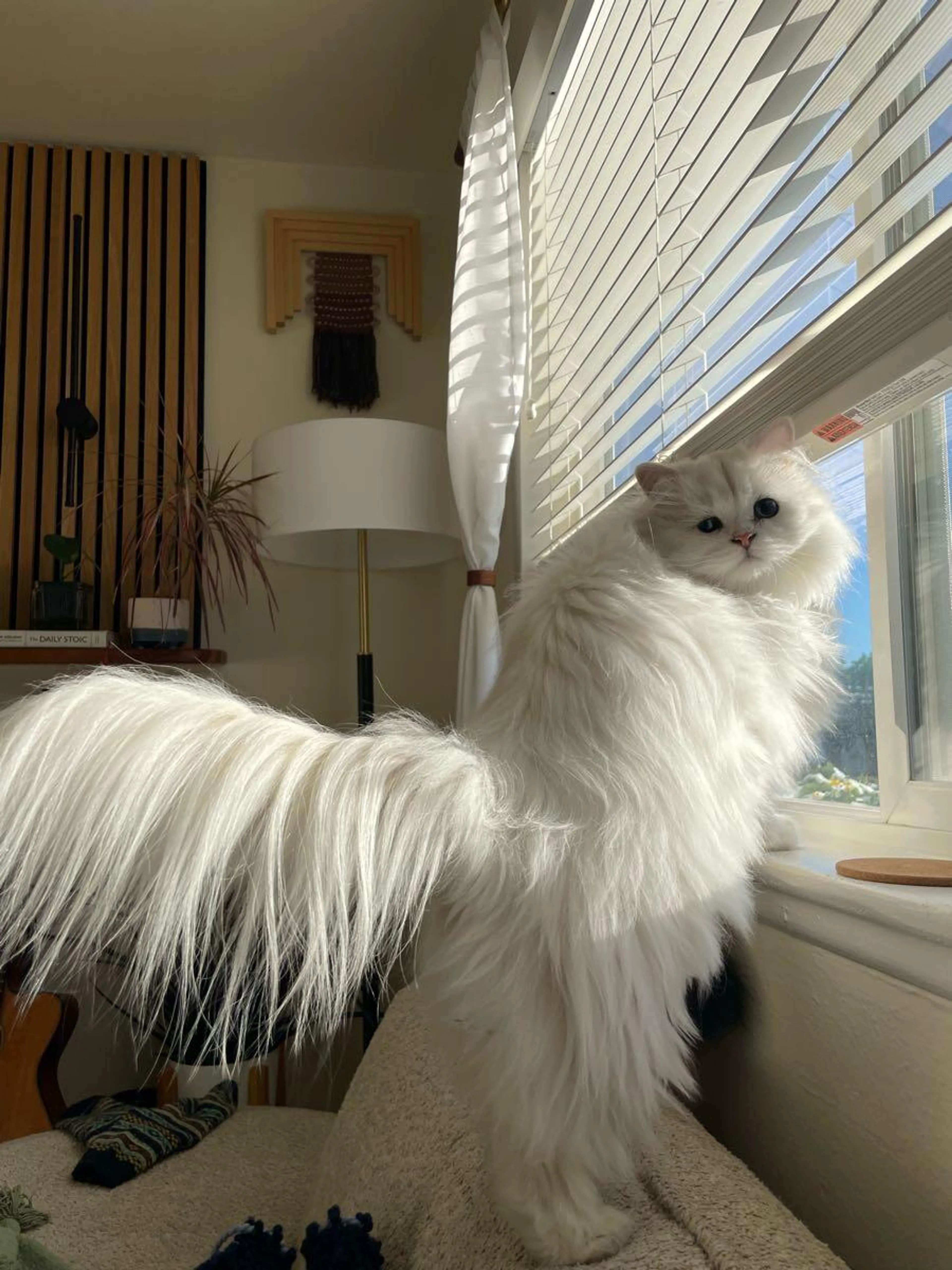 Lost pet