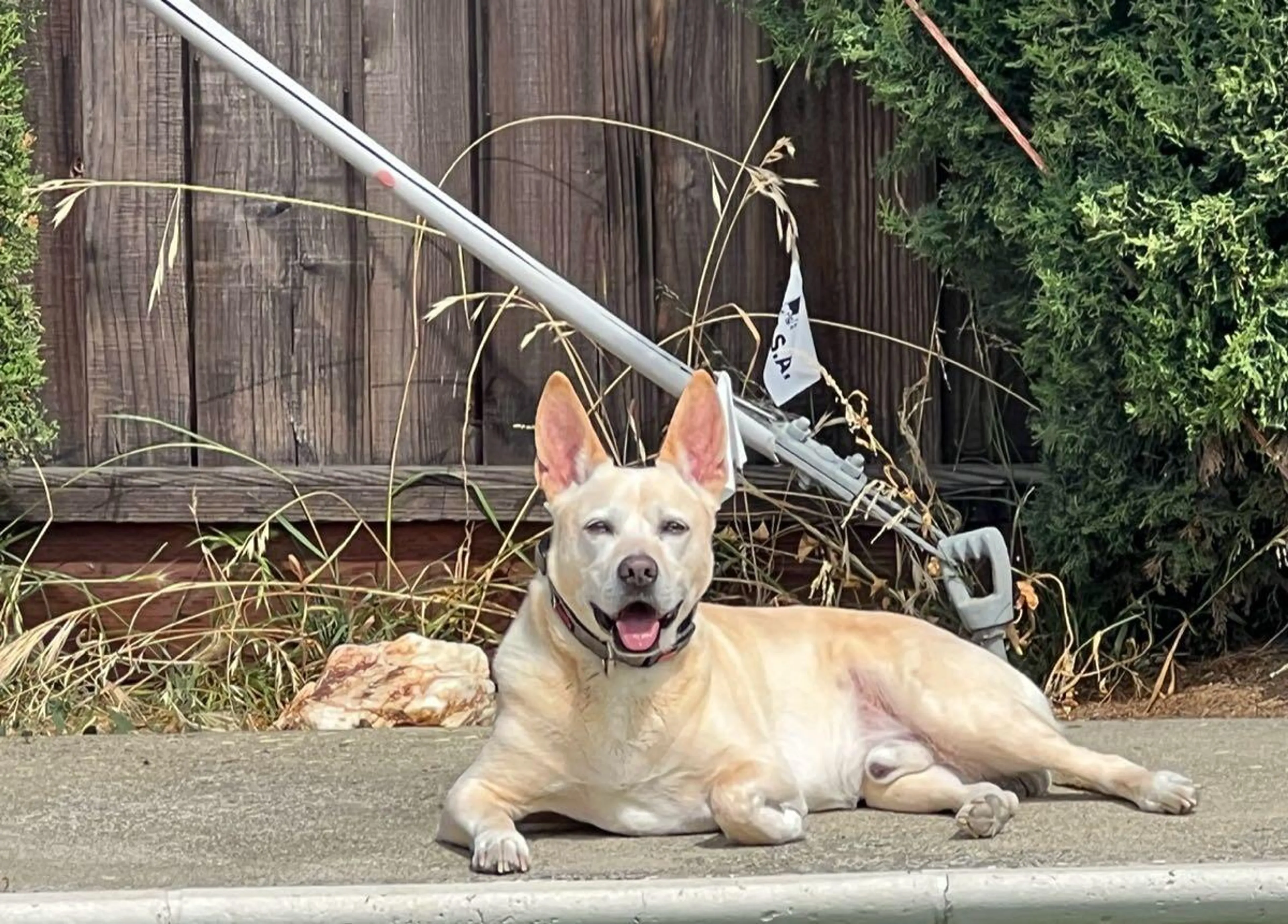 Found pet