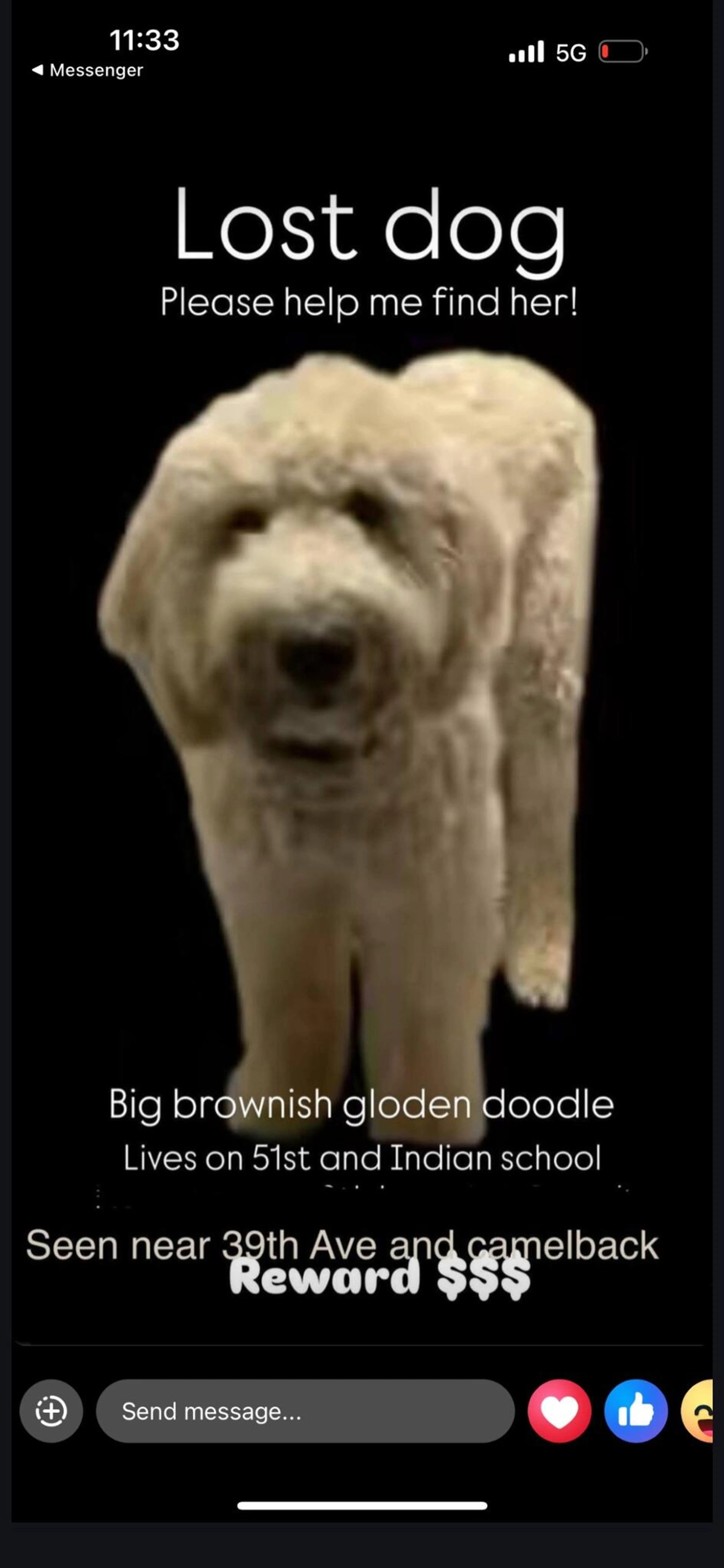 Lost pet