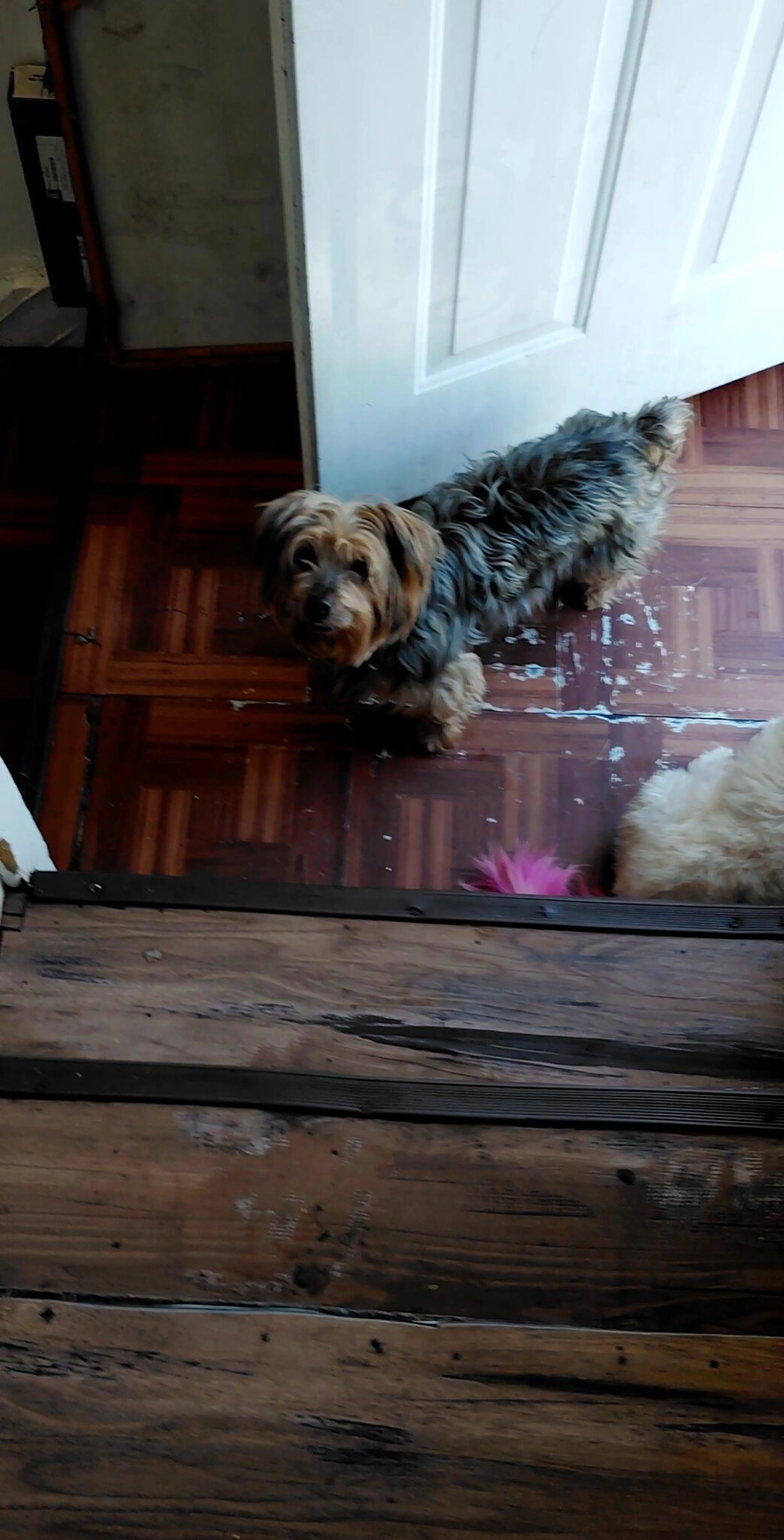 cdn image