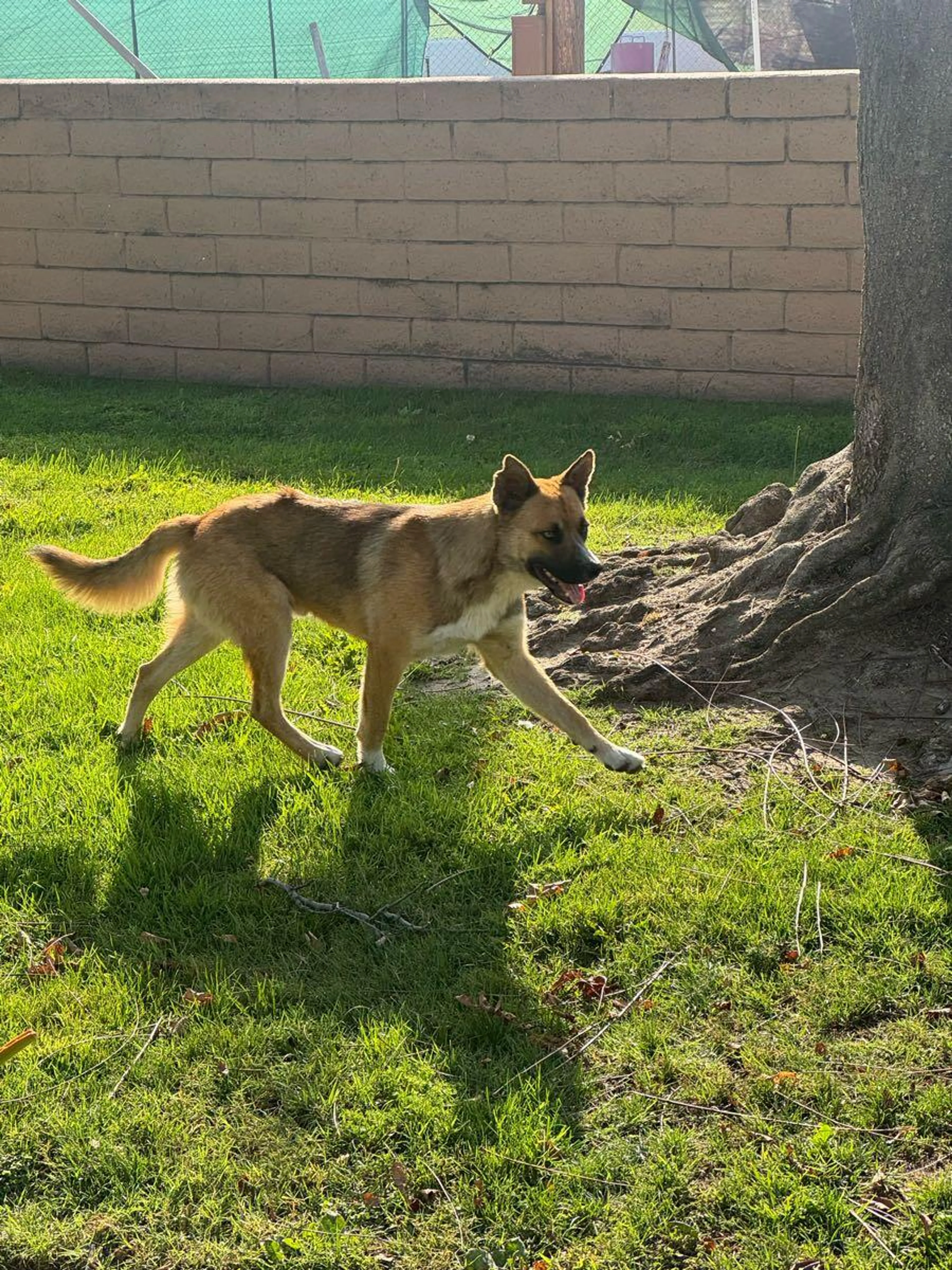 Found pet