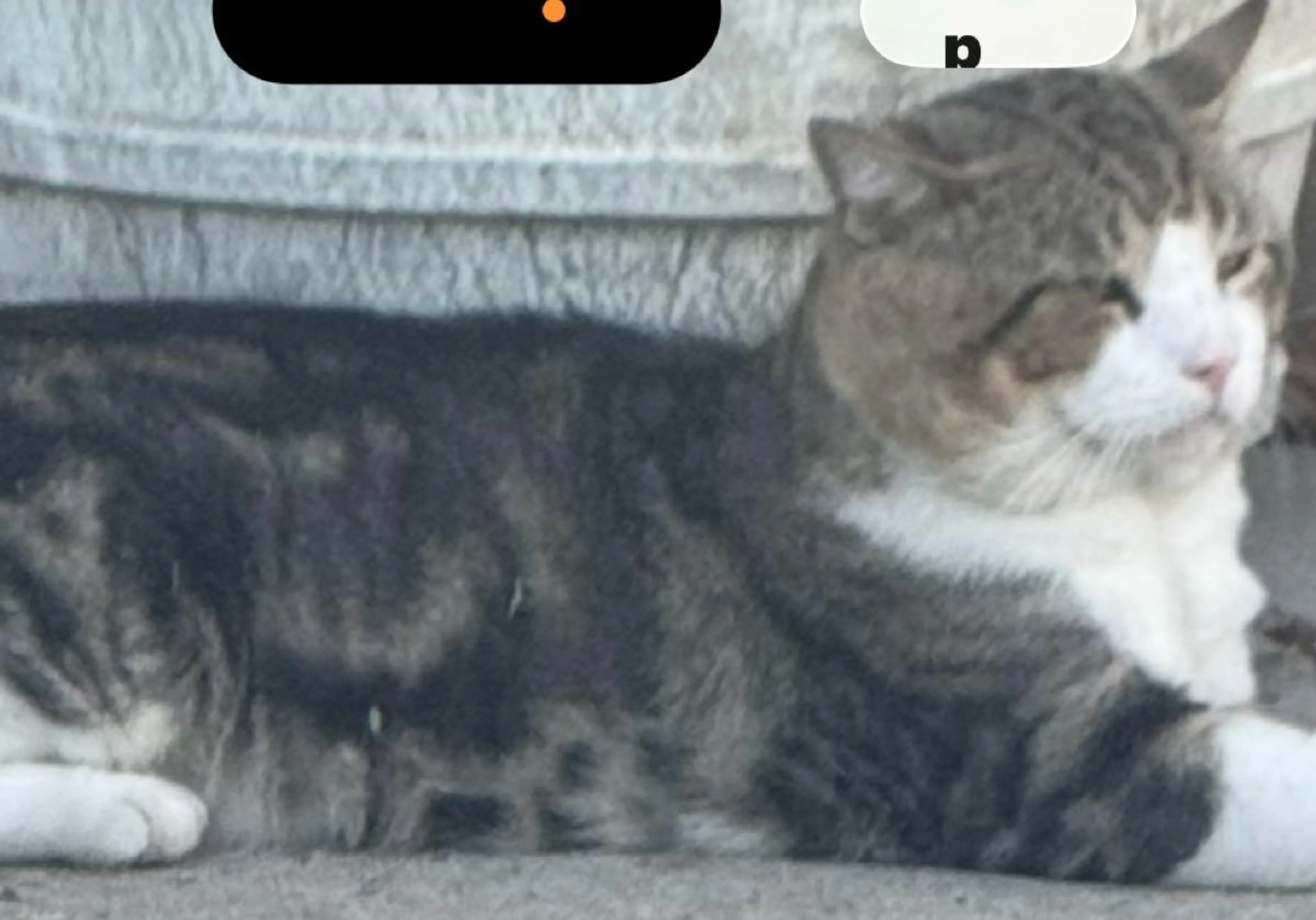cdn image