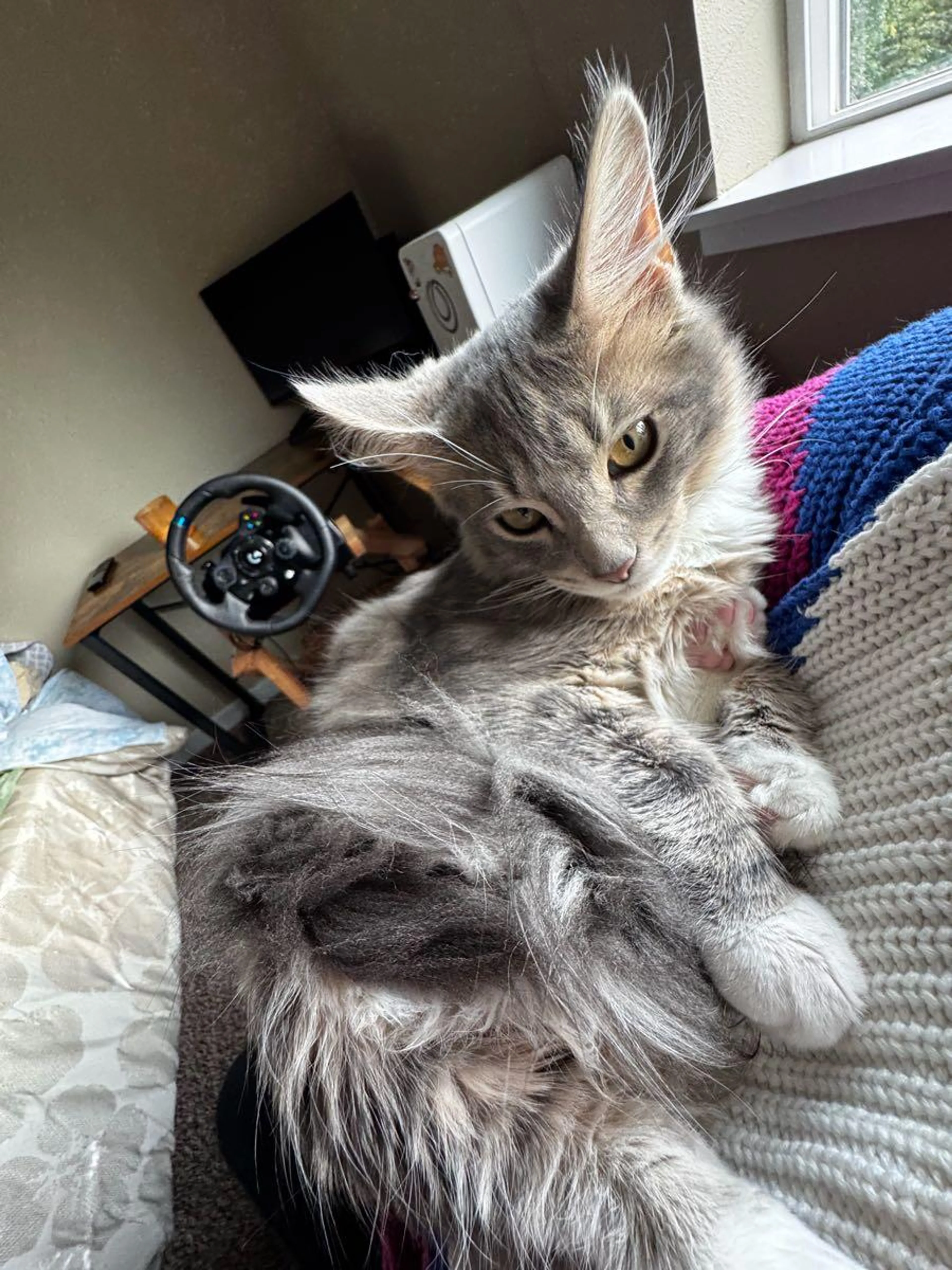 Found pet