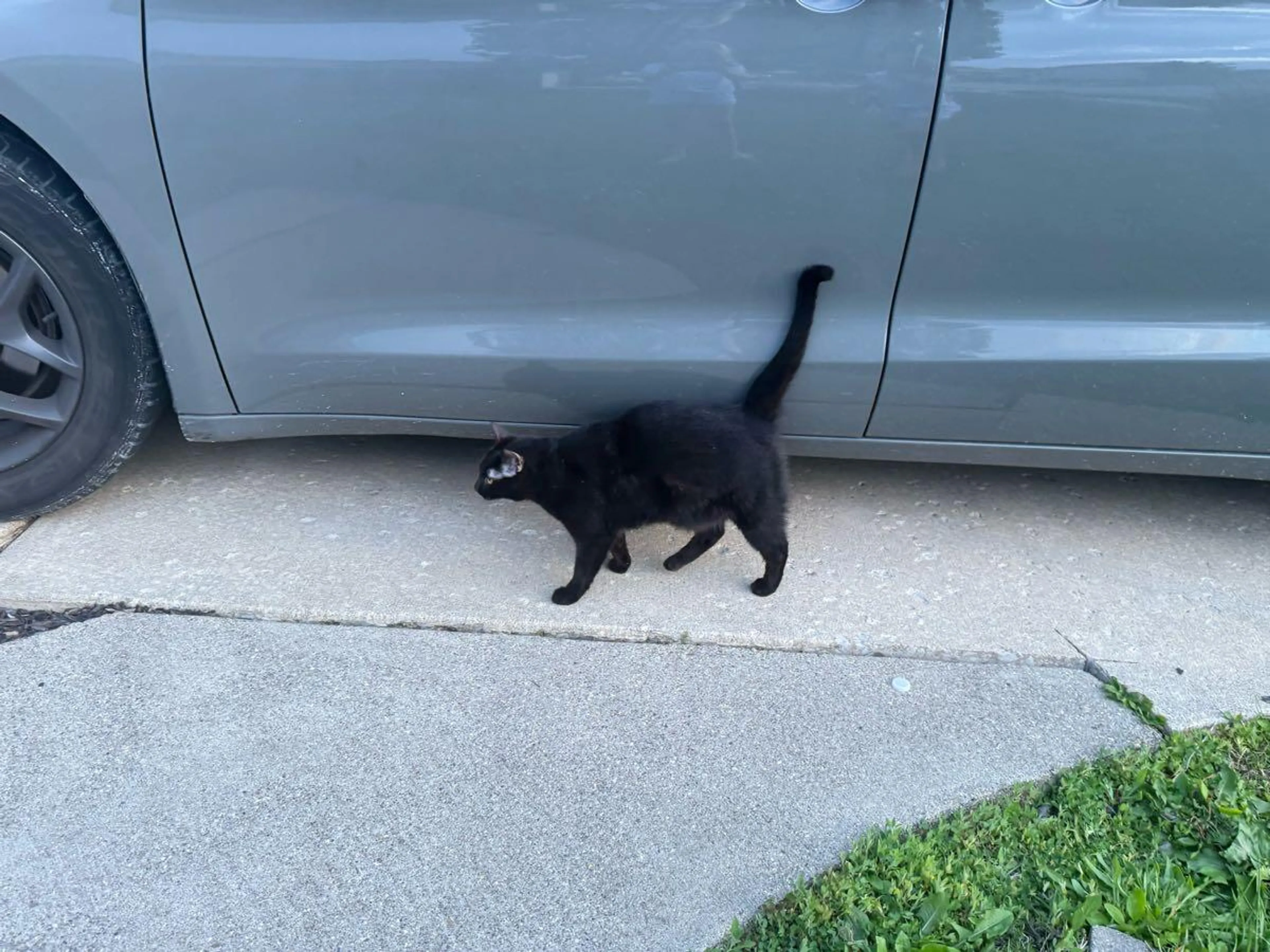 Found pet
