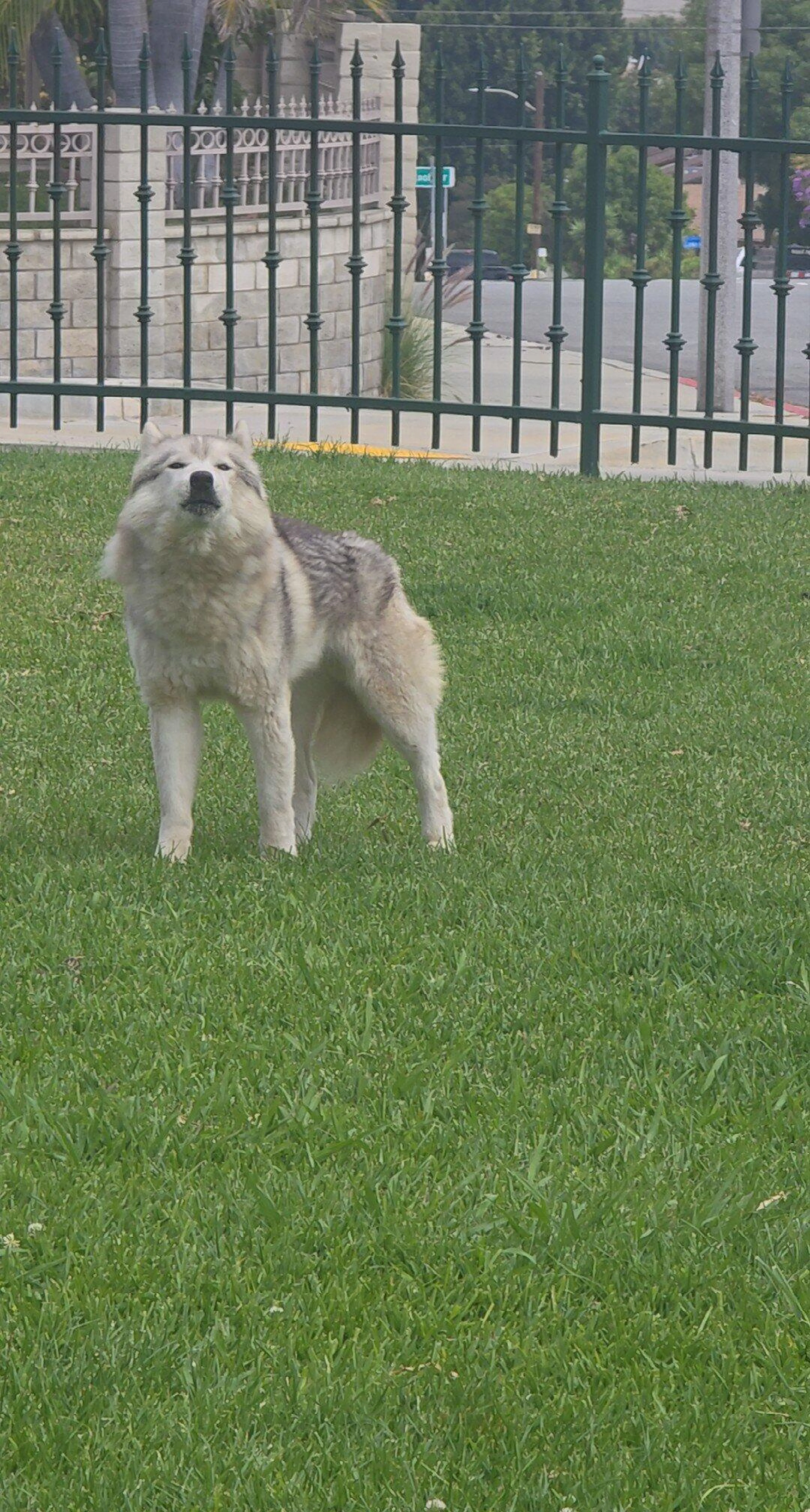 Found pet