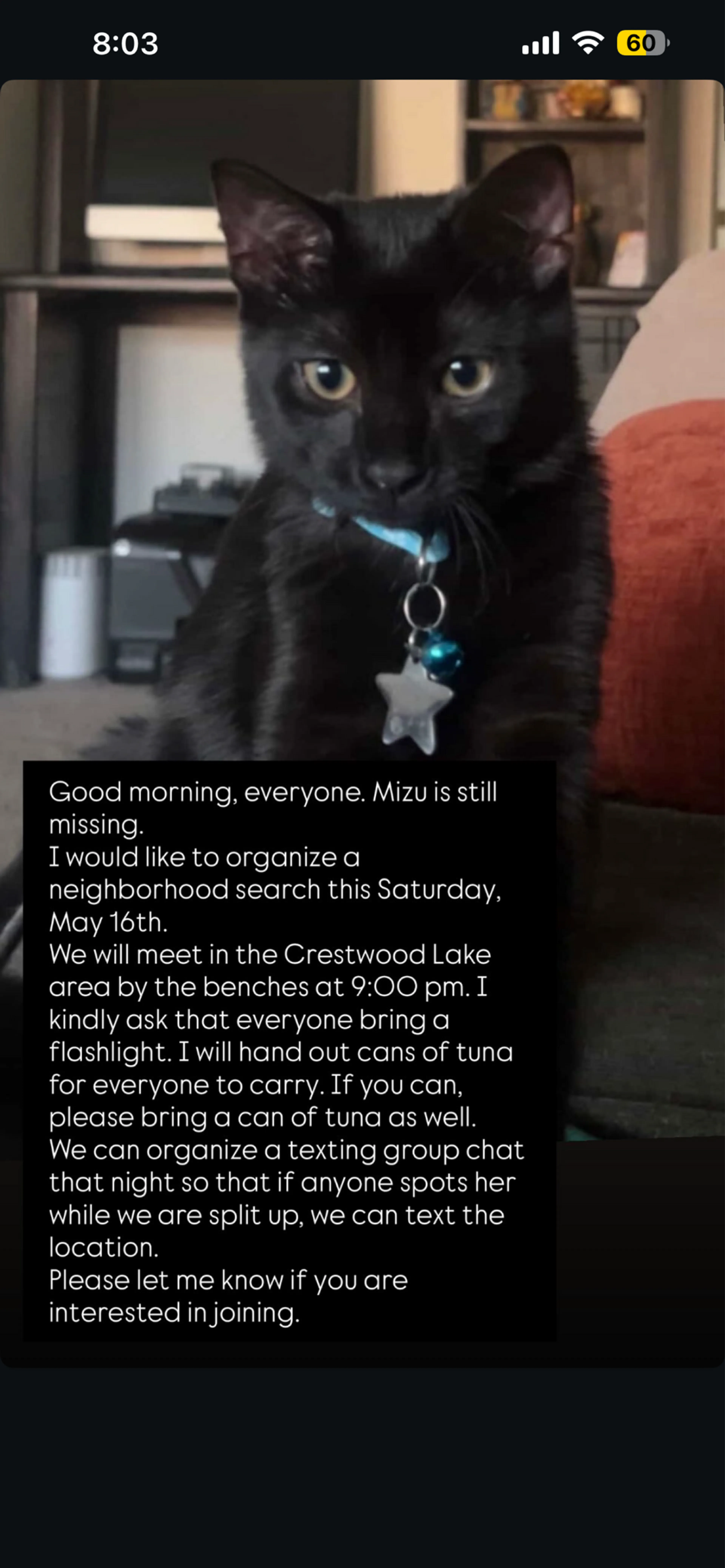 Lost pet