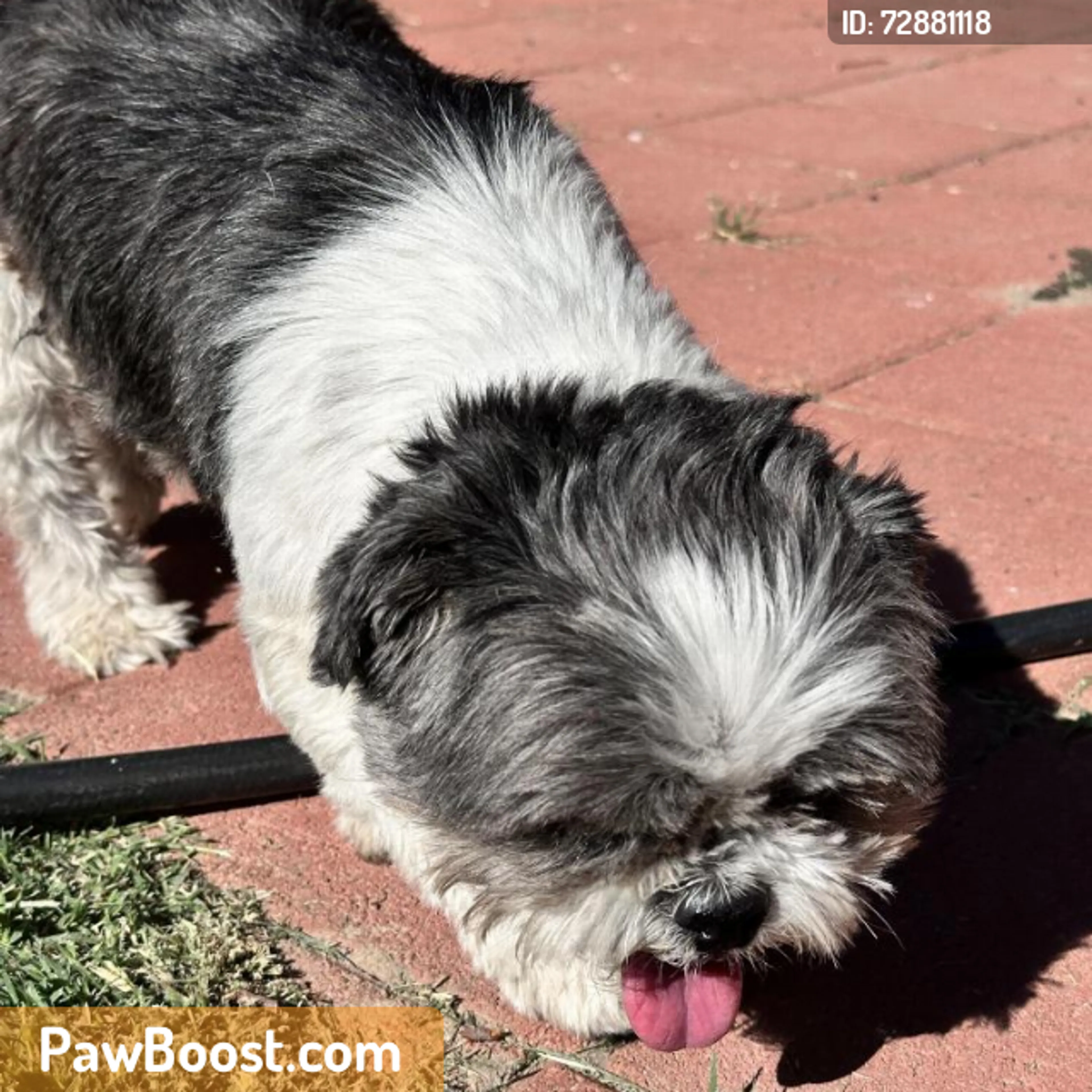 Found pet