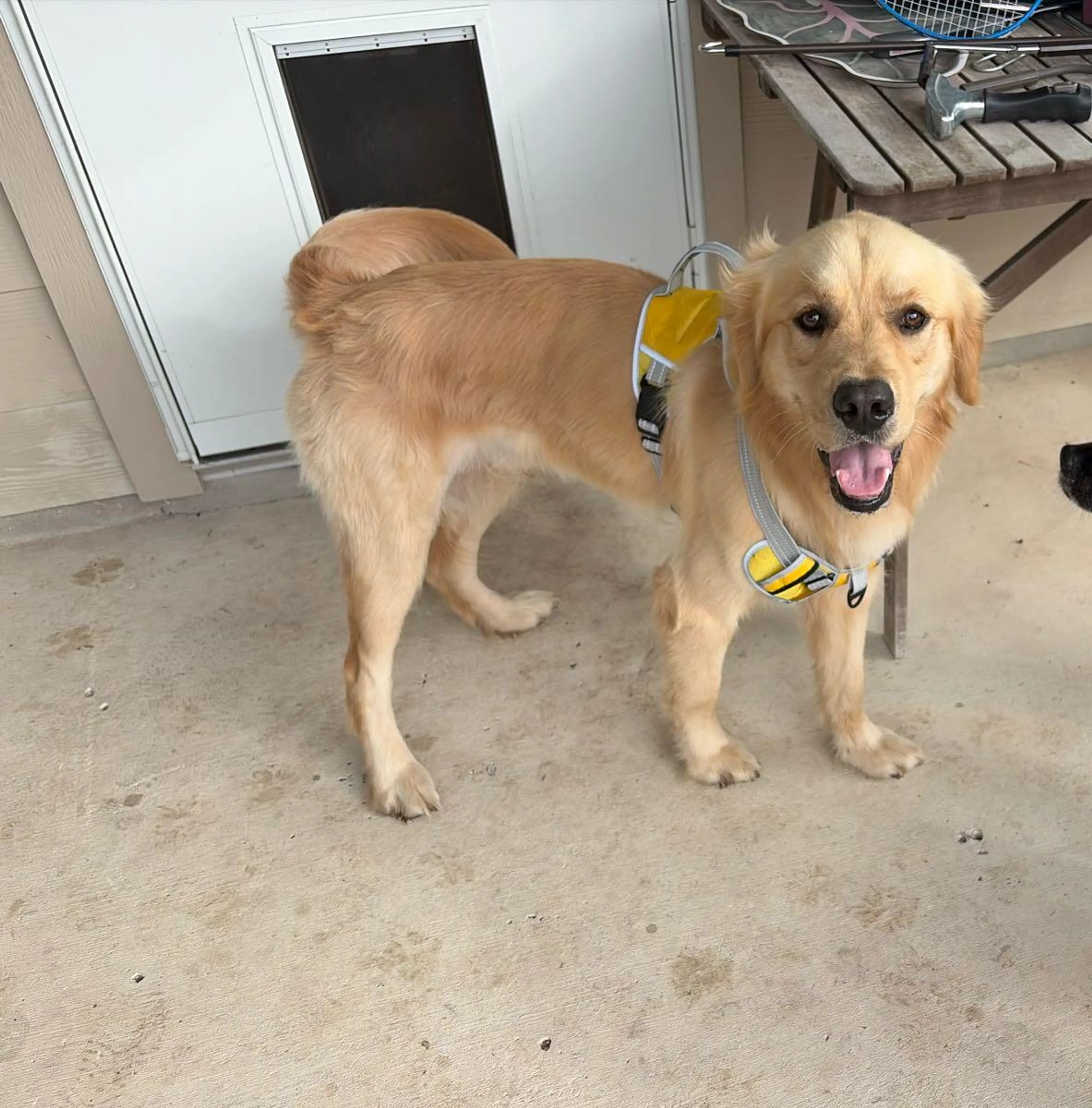Found pet