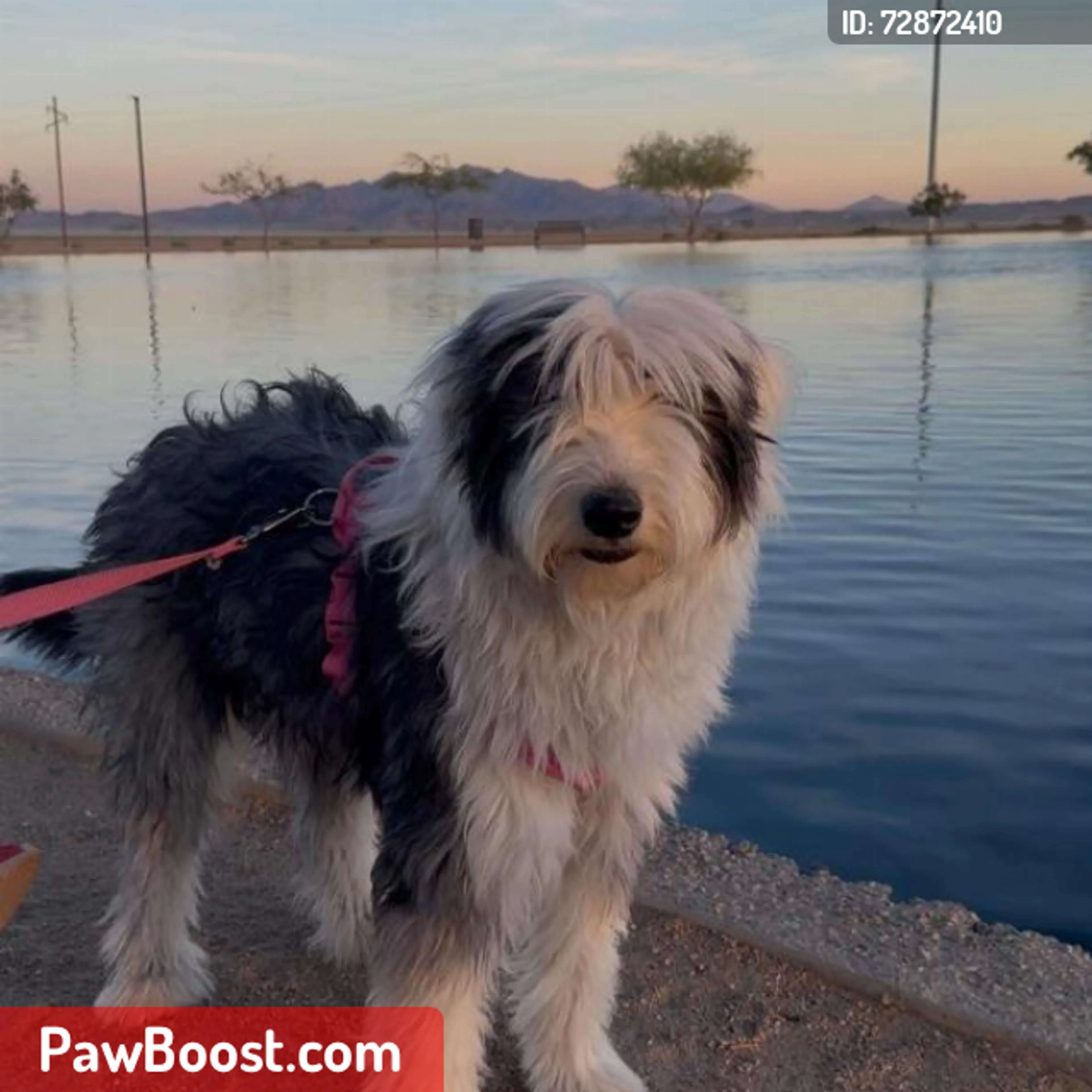 Lost pet