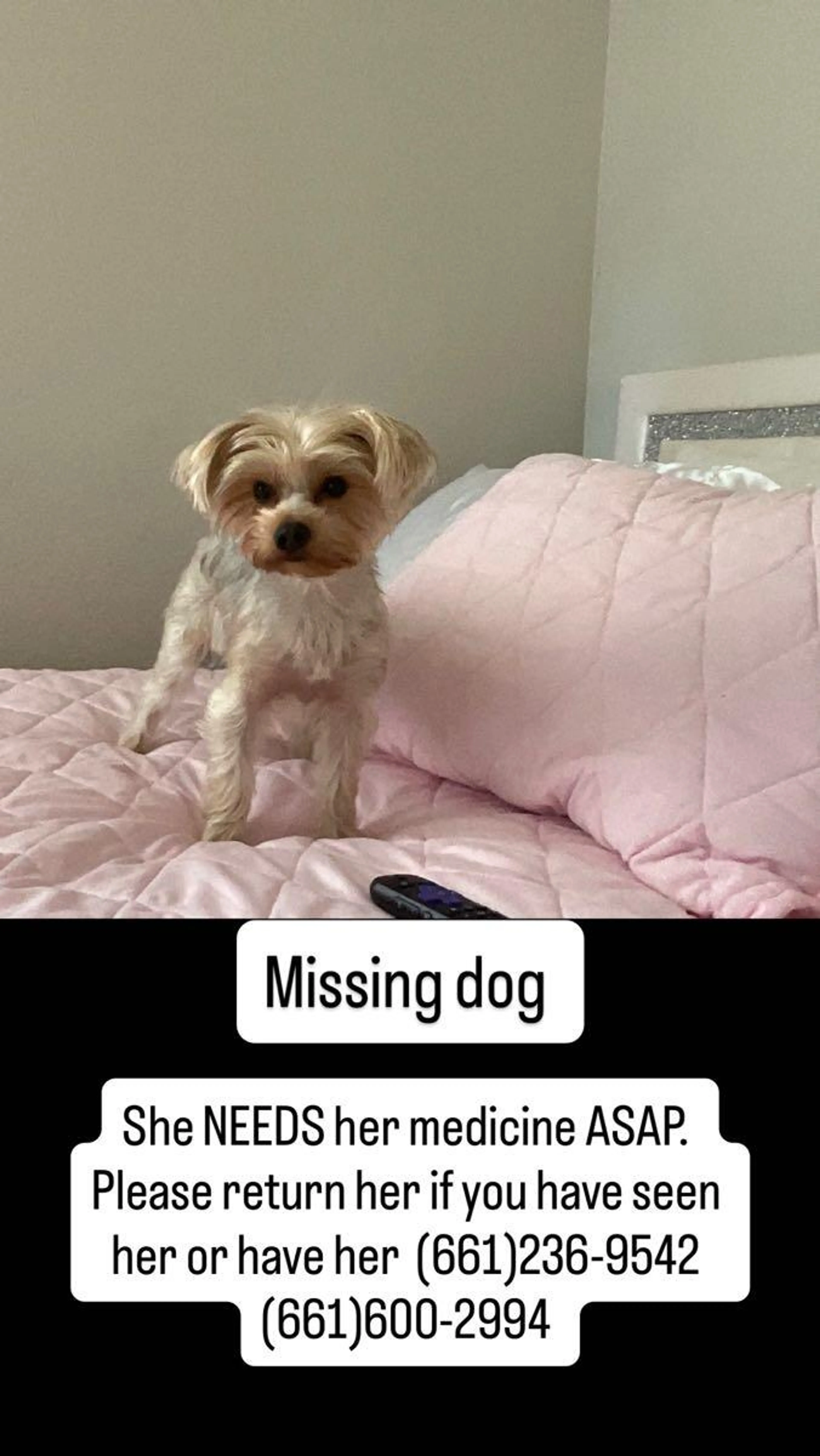 Lost pet