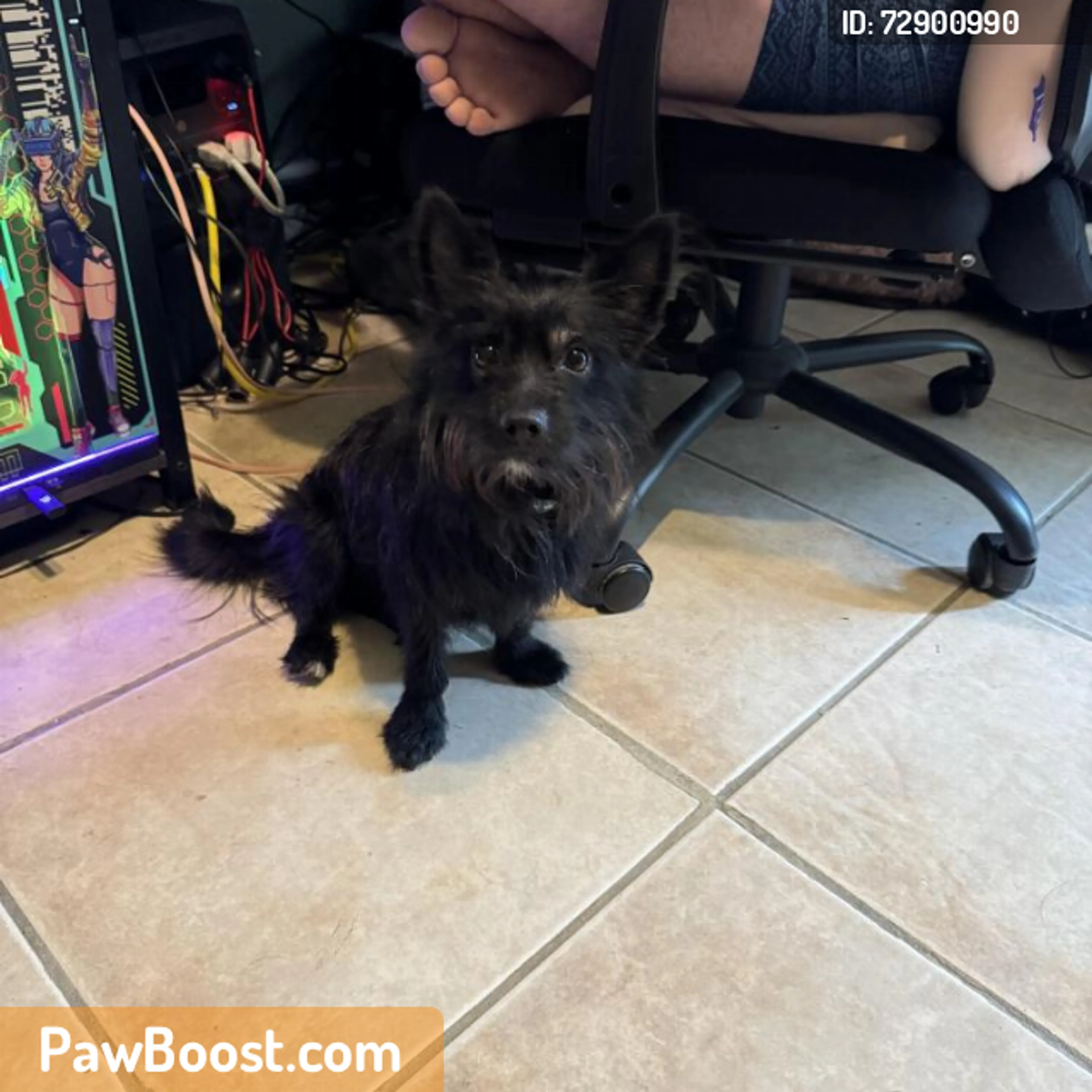Found pet