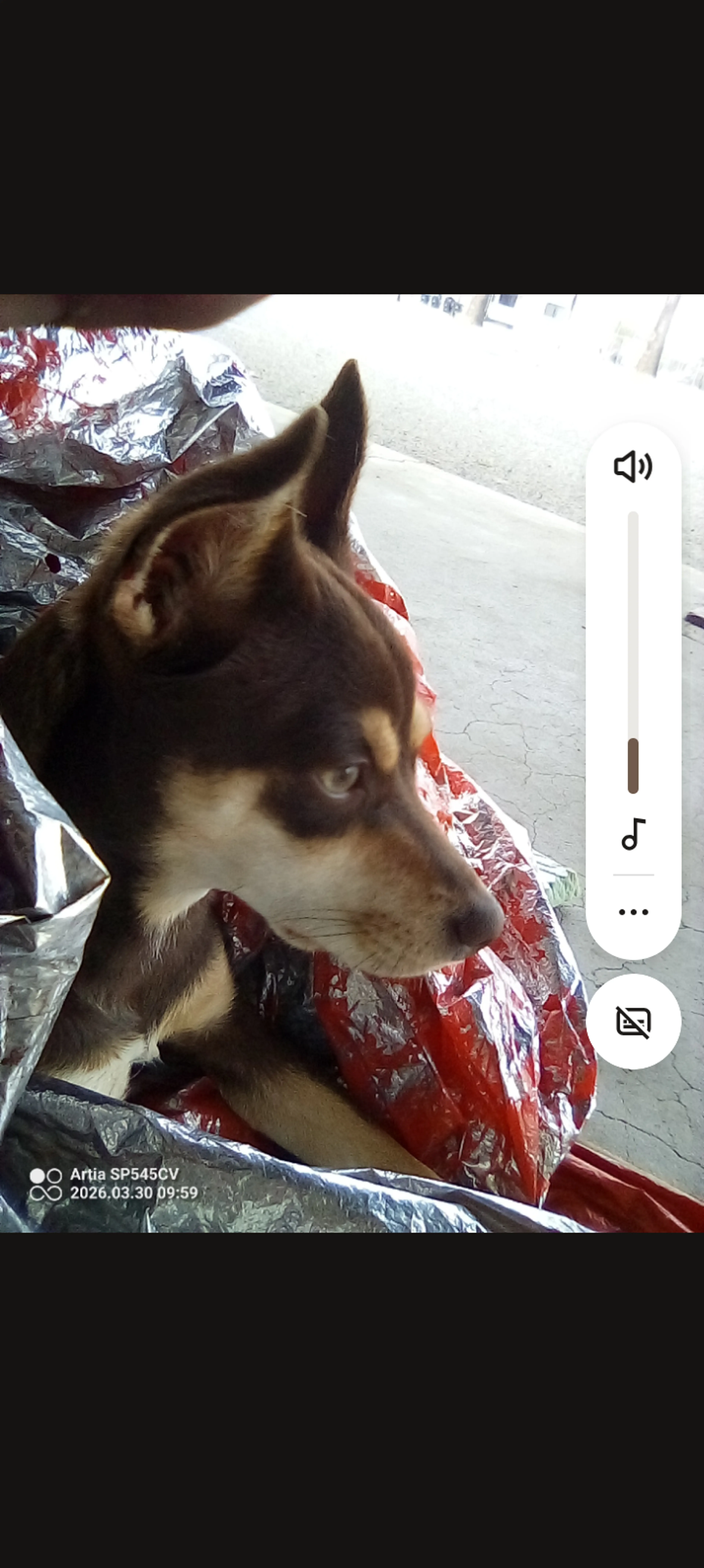 Lost pet