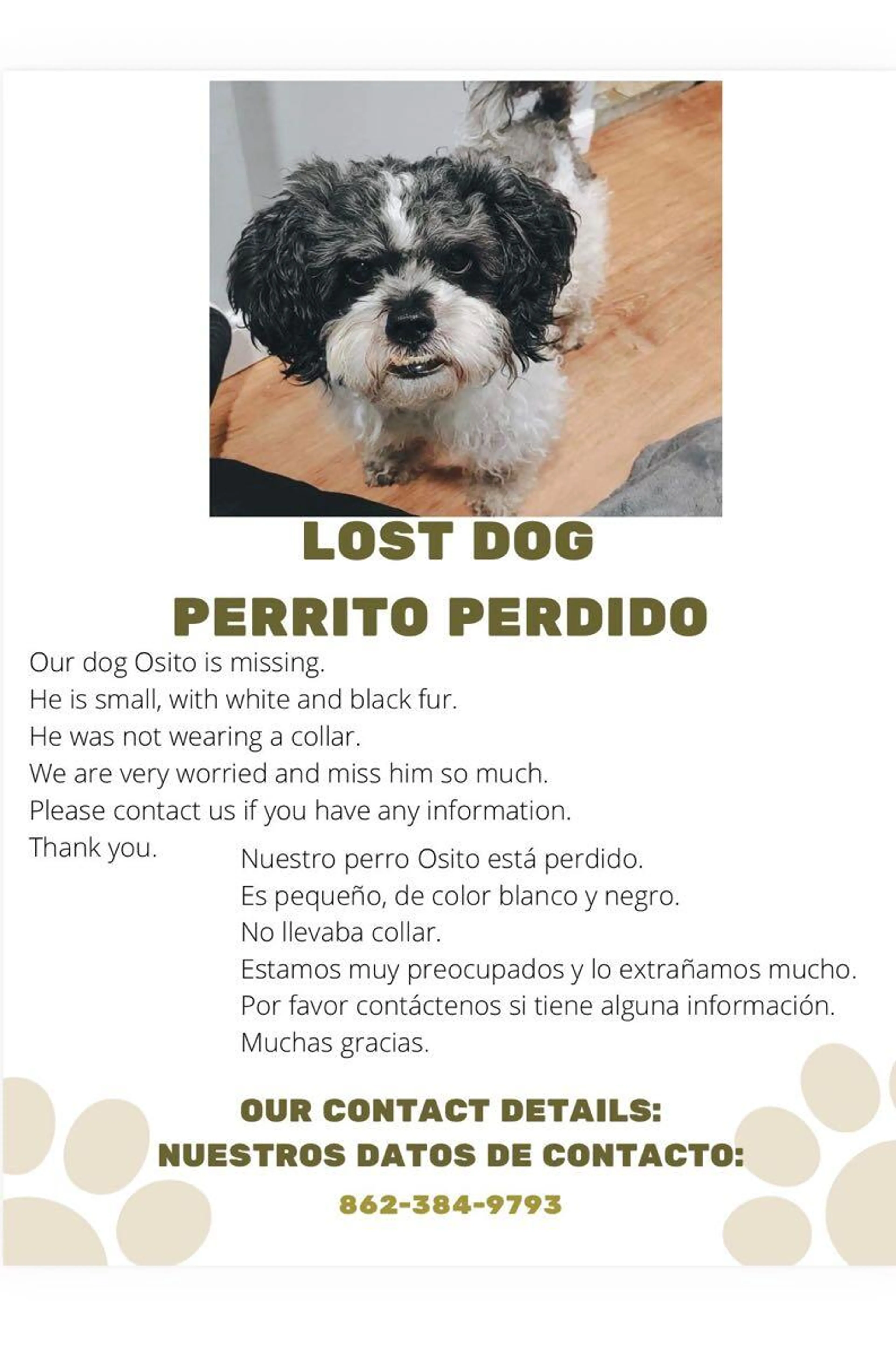 Lost pet
