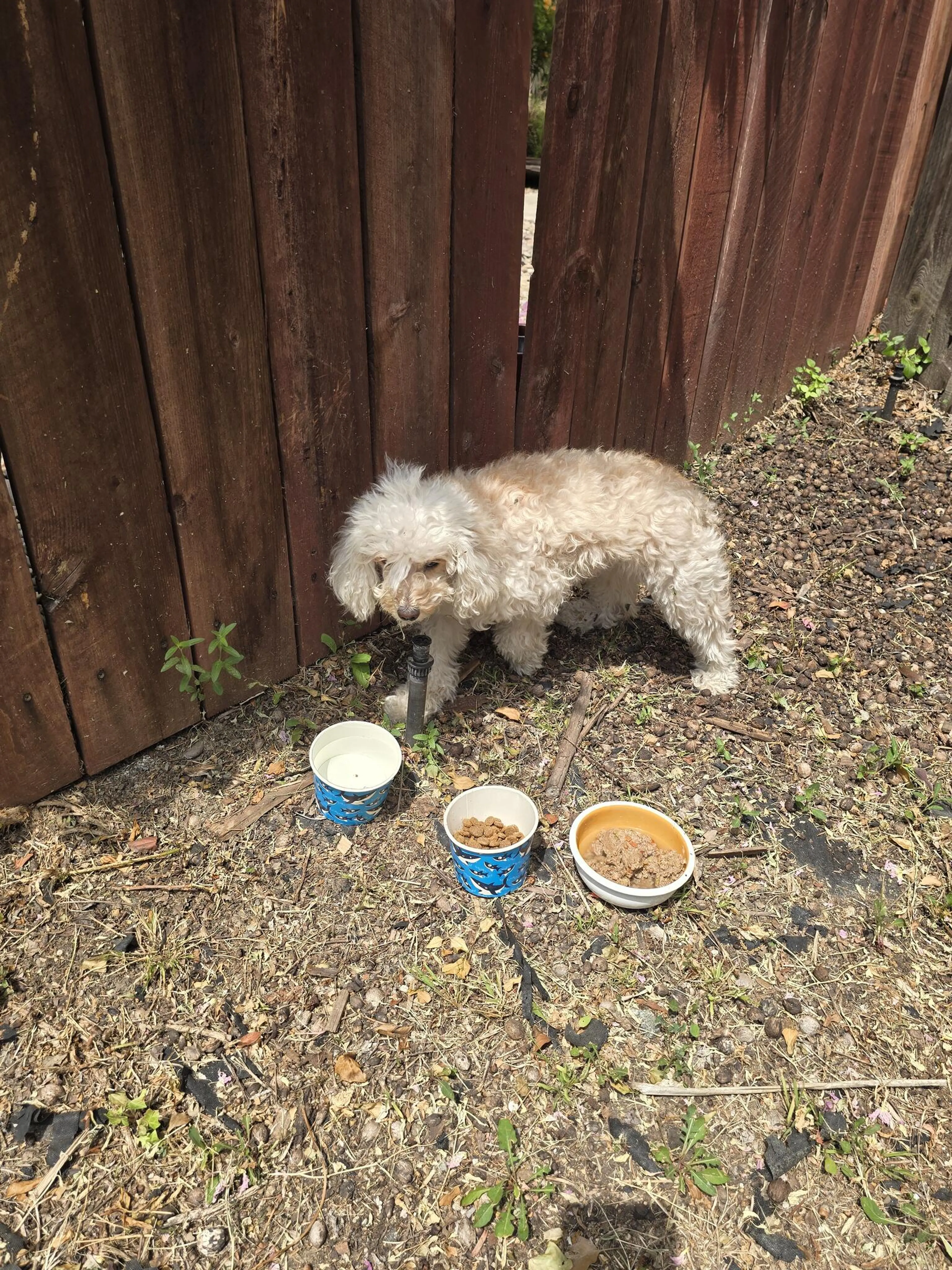 Found pet