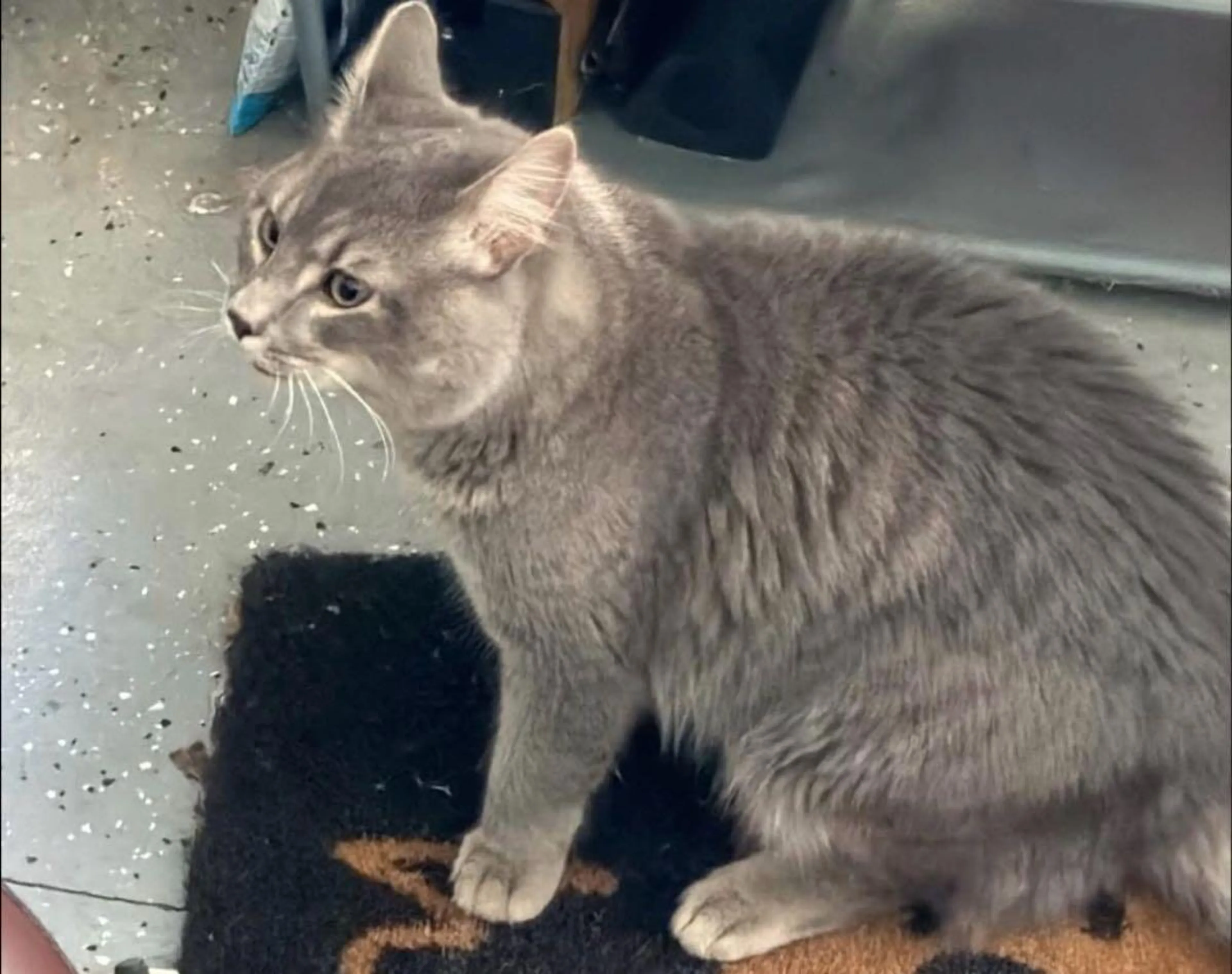 Found pet