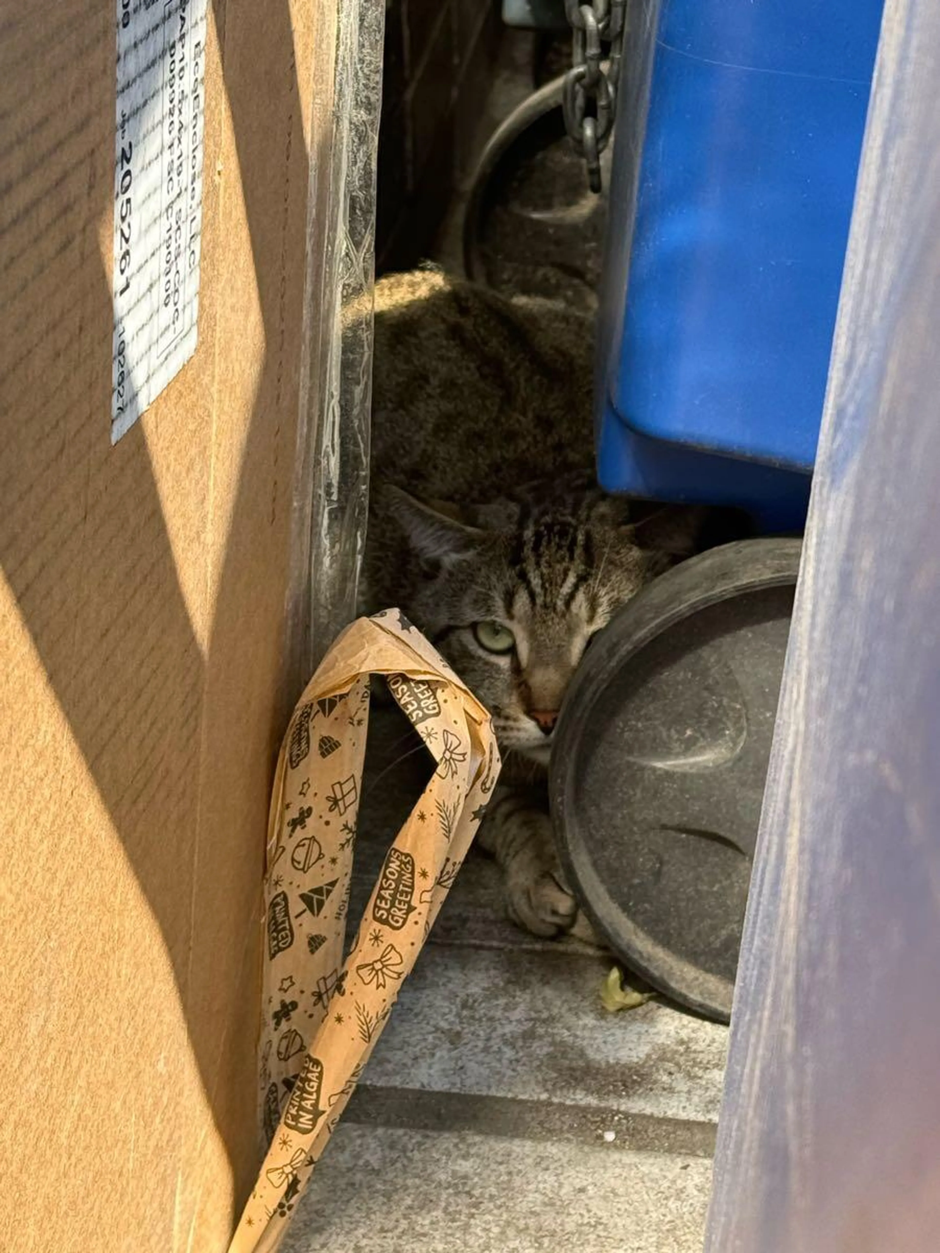 Found pet