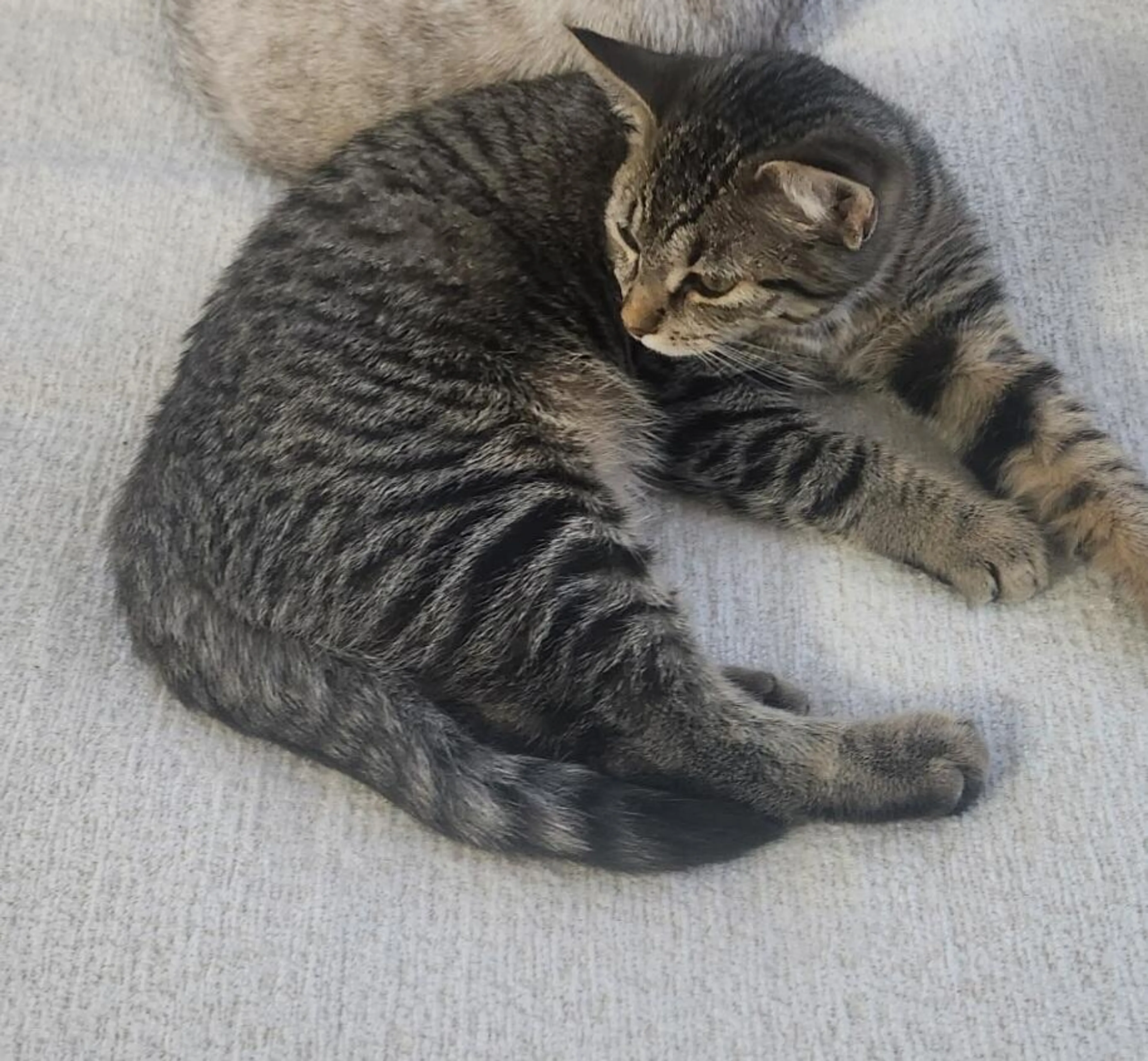 Lost pet
