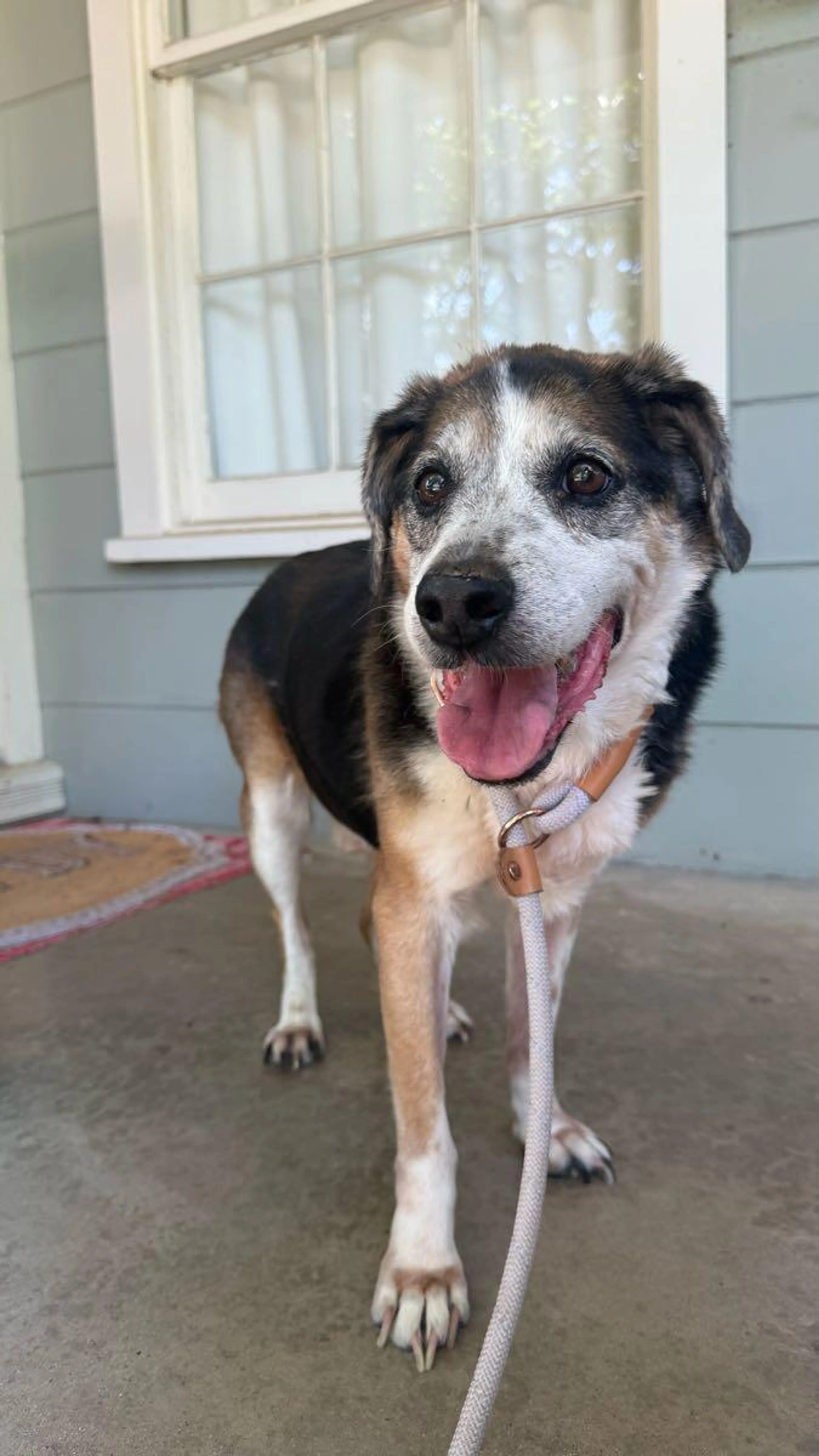 Found pet