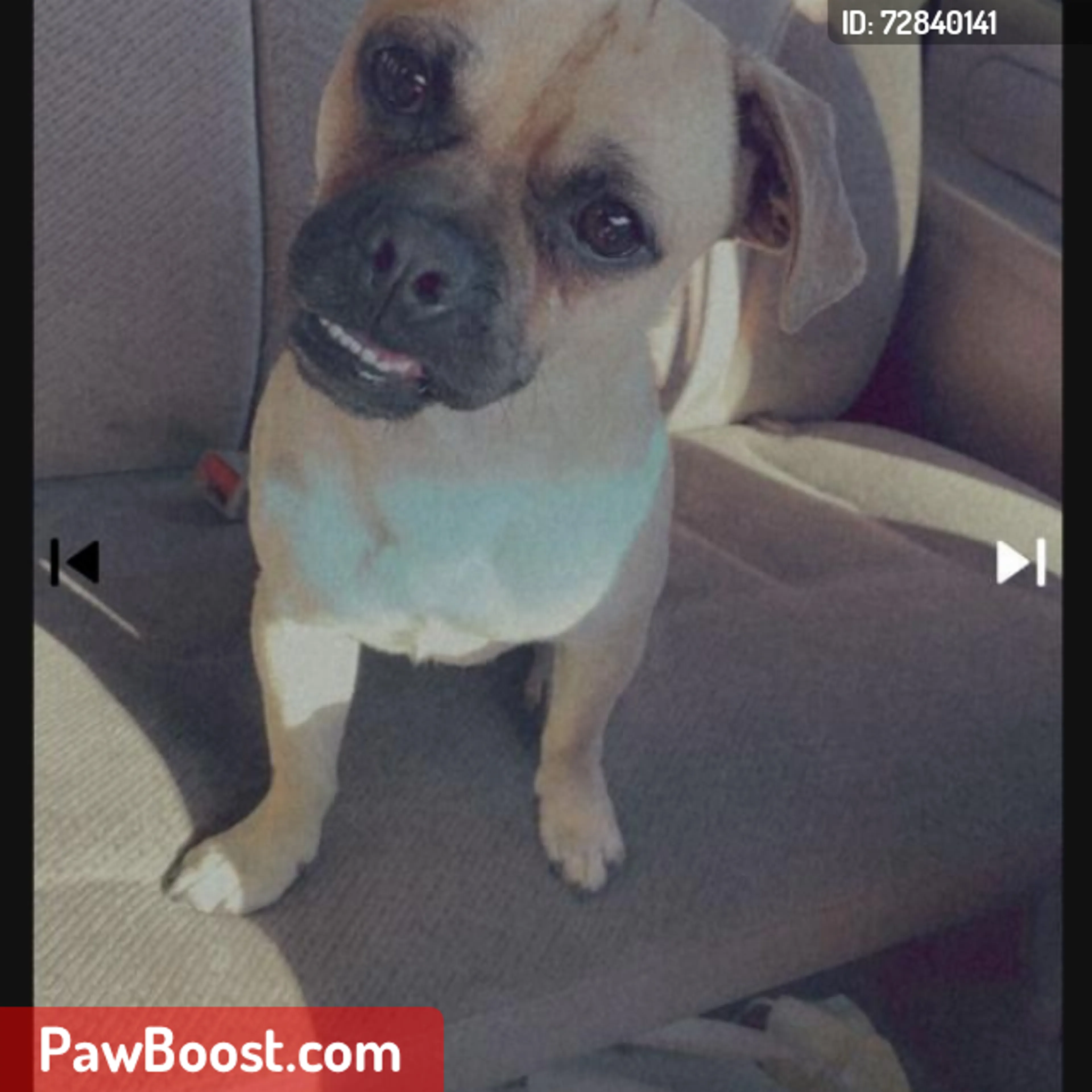 Lost pet