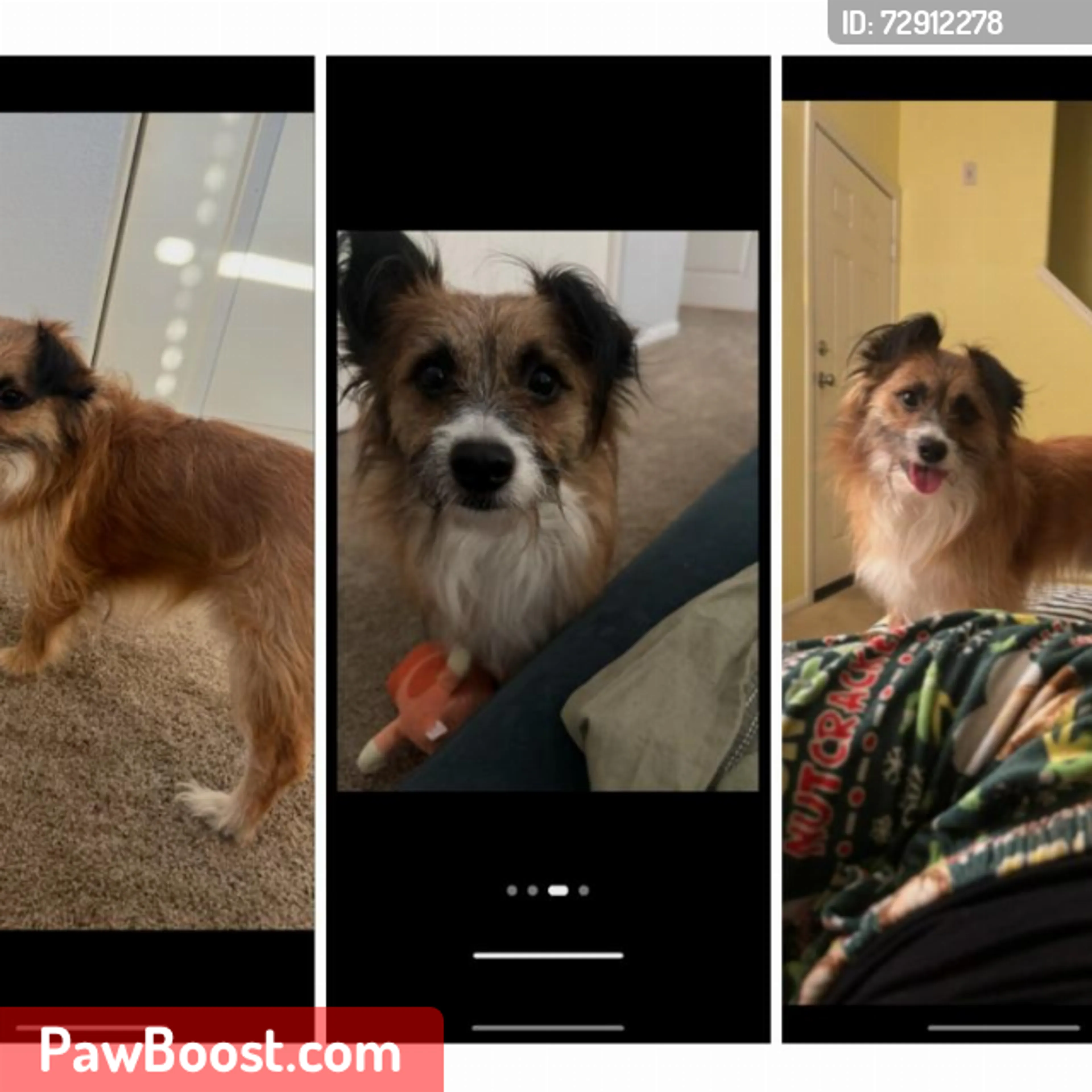 Lost pet