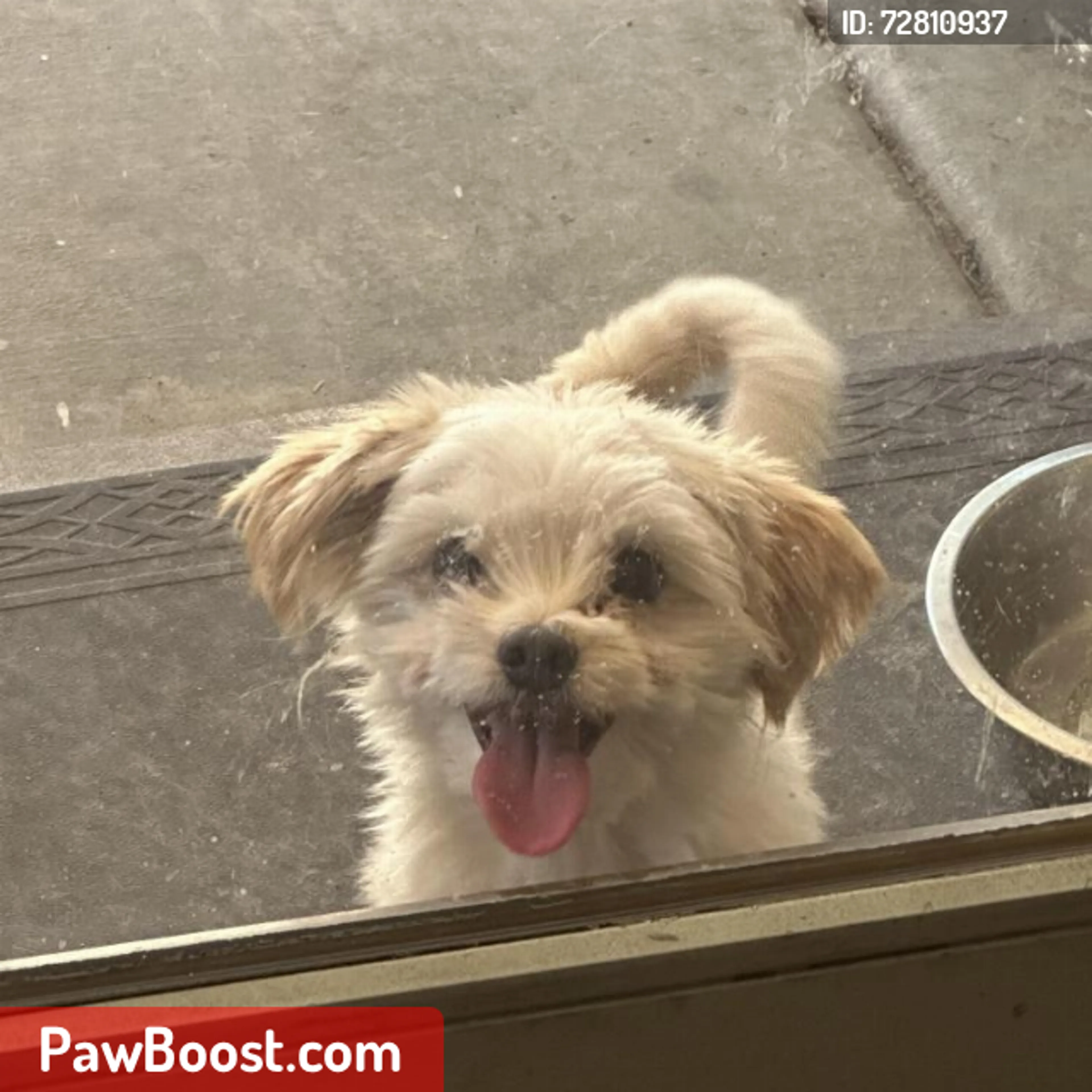 Lost pet