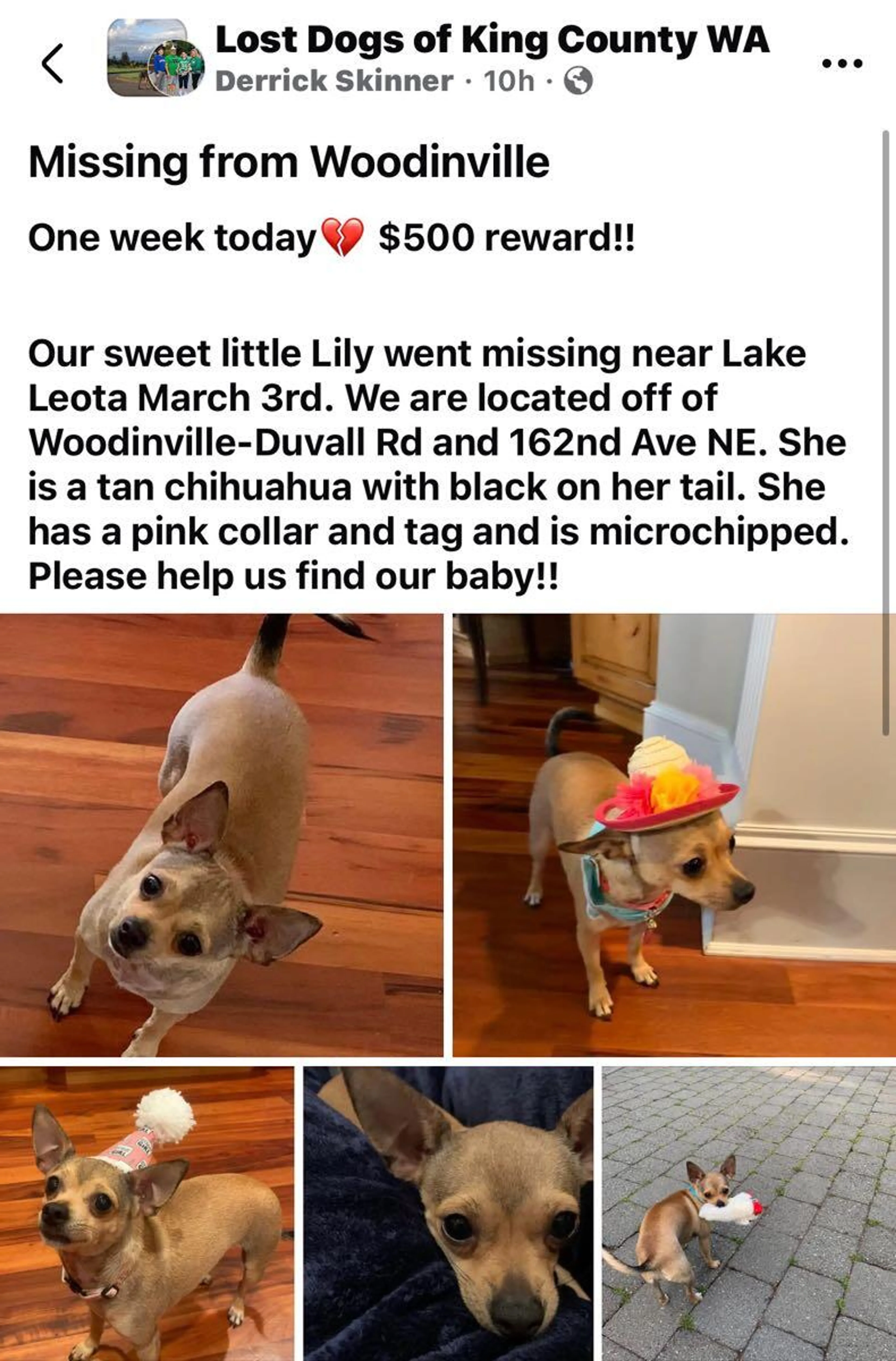 Lost pet
