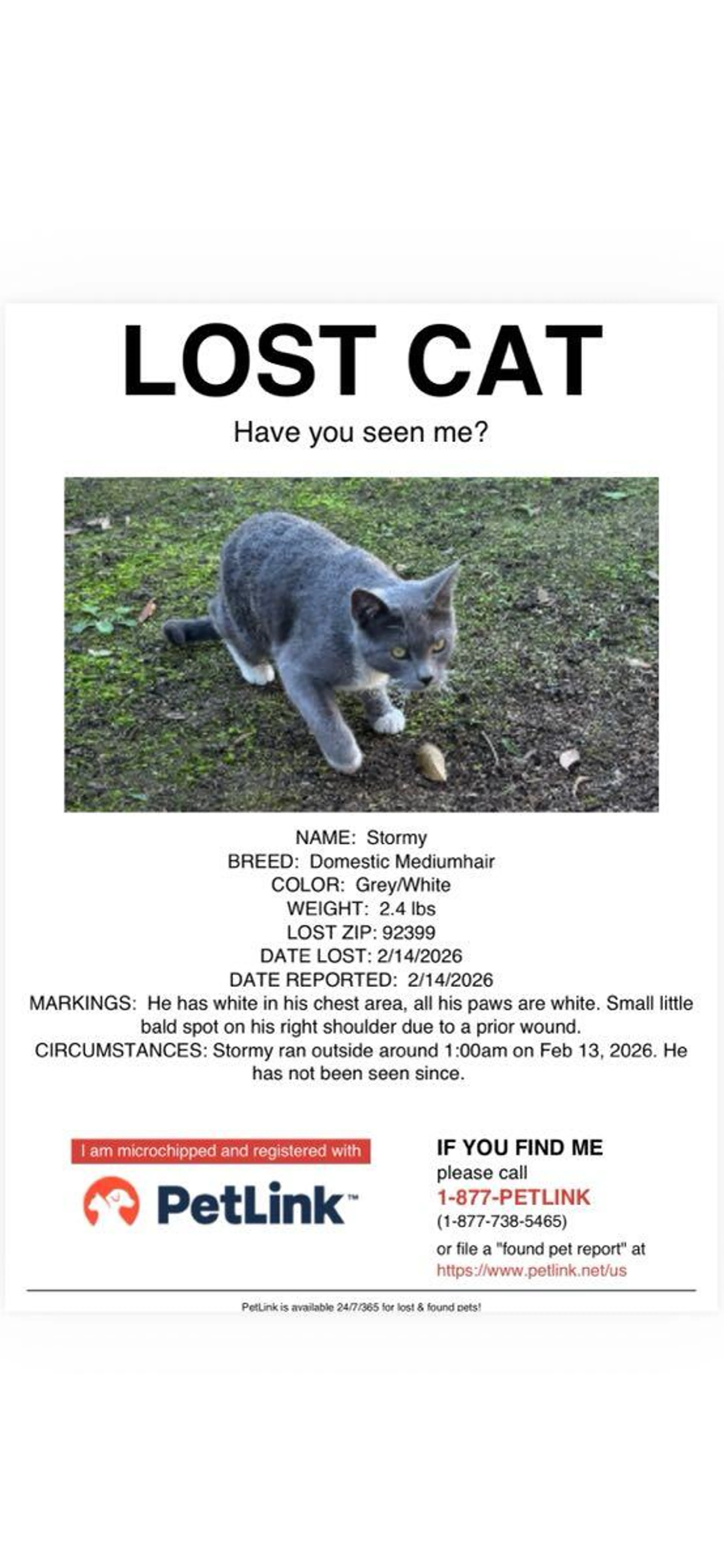 Lost pet