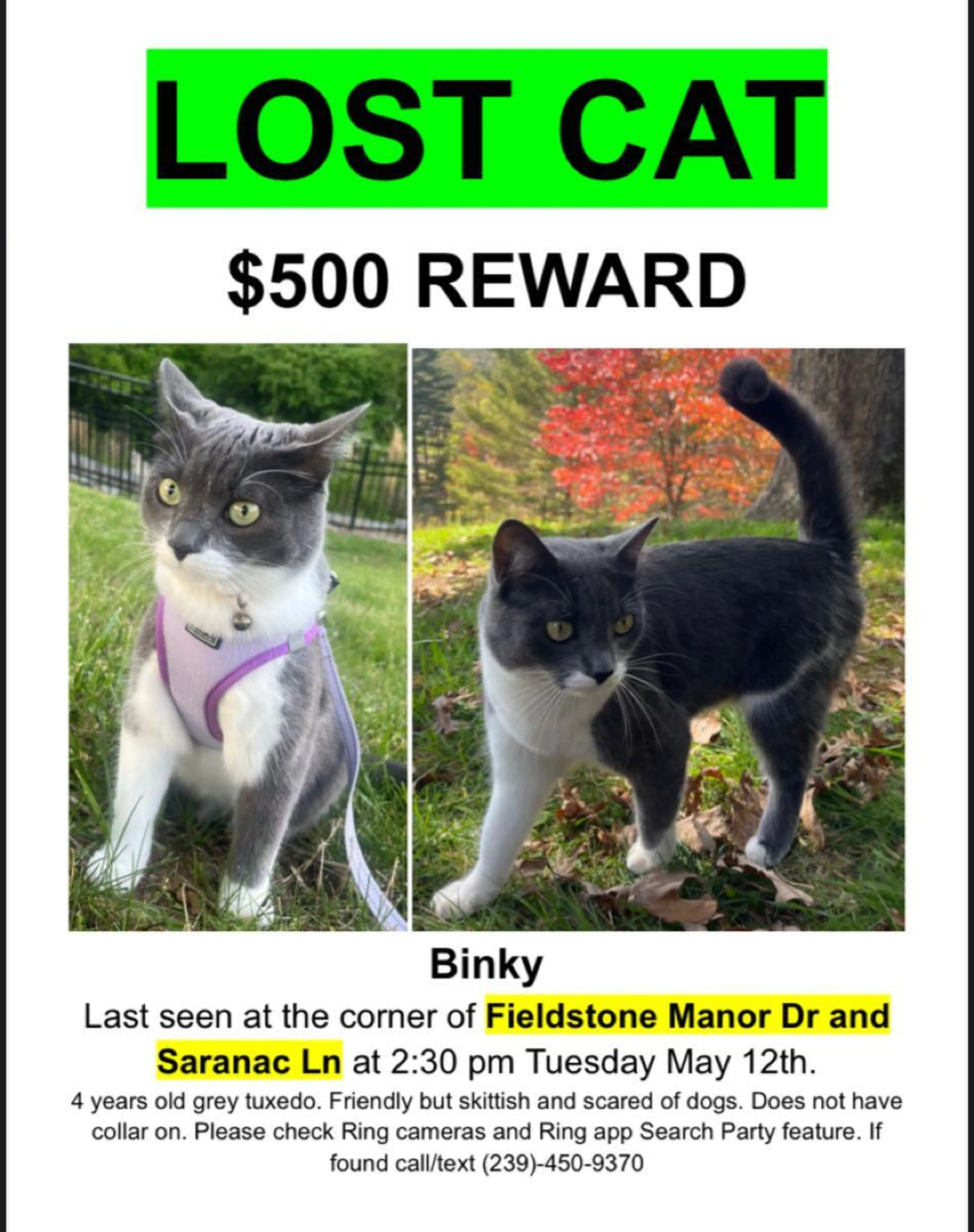 Lost pet