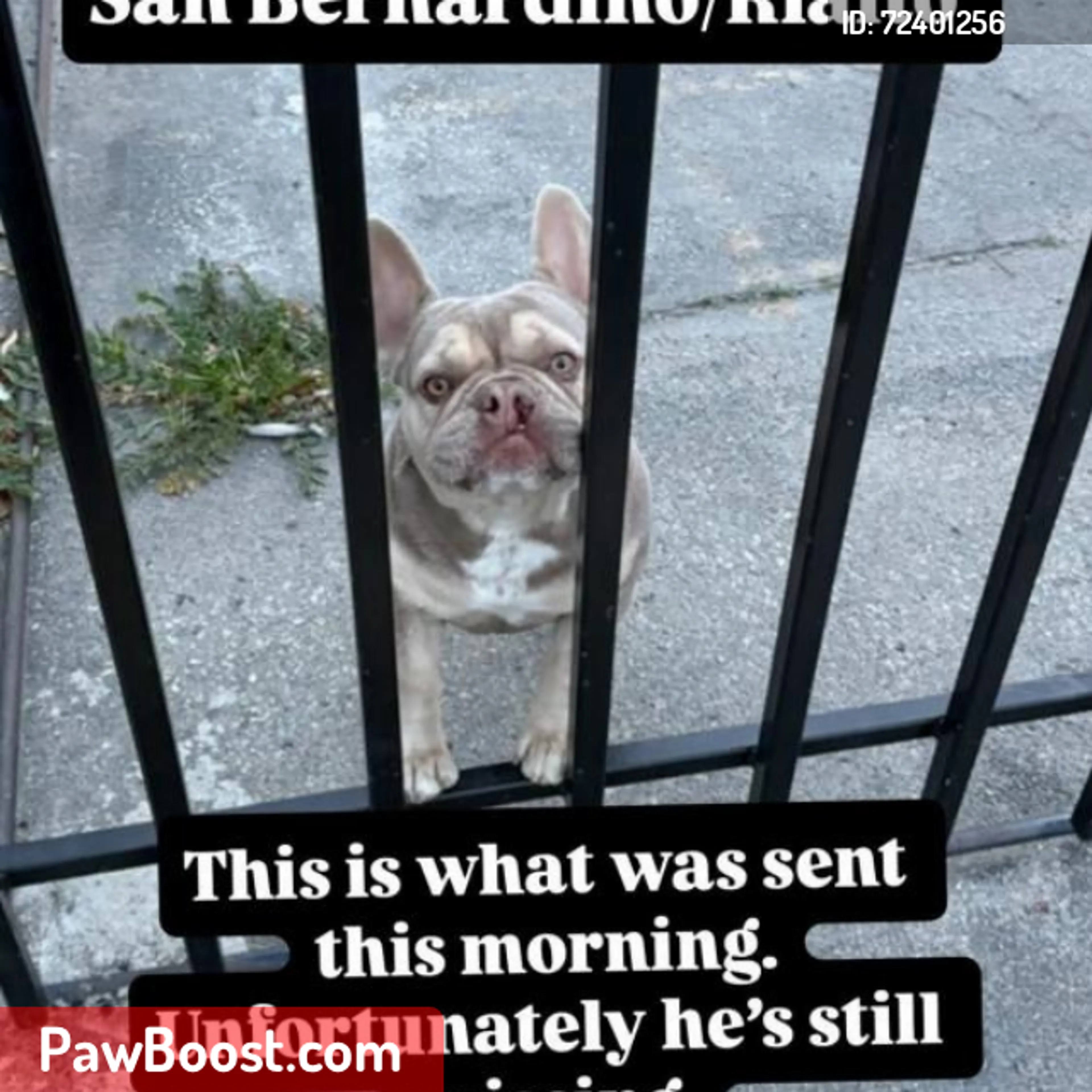 Lost pet
