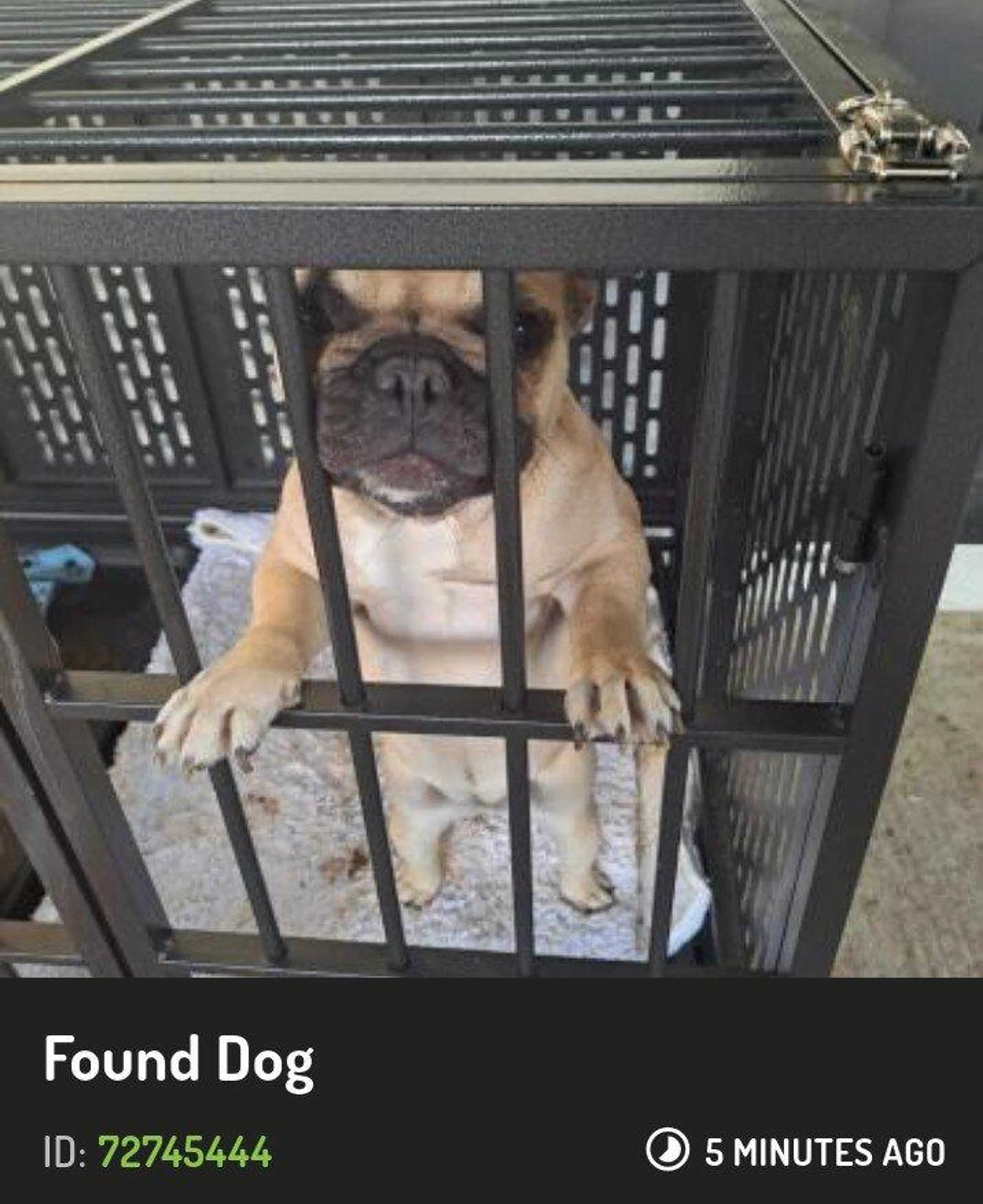 Found pet