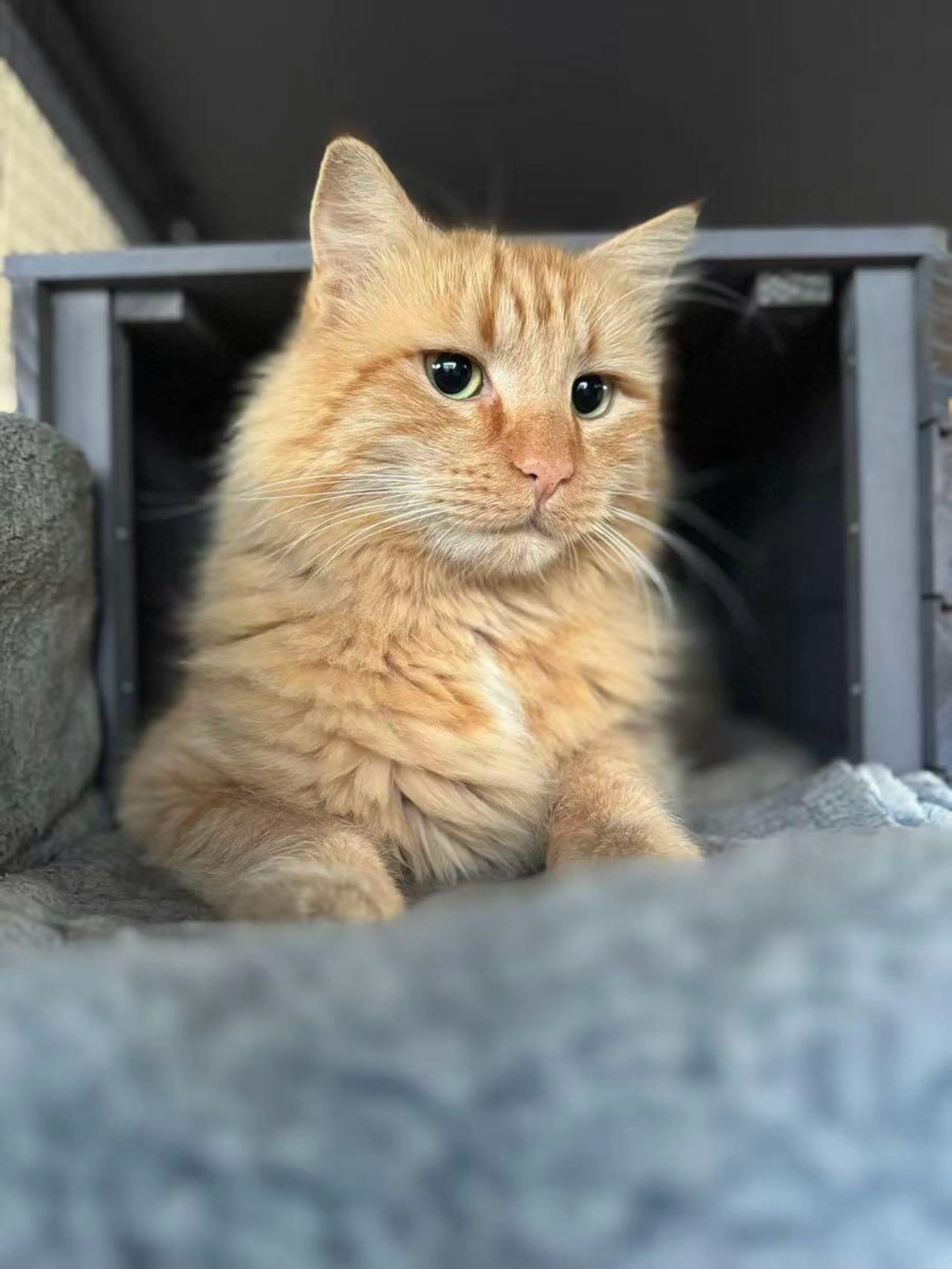 Lost pet
