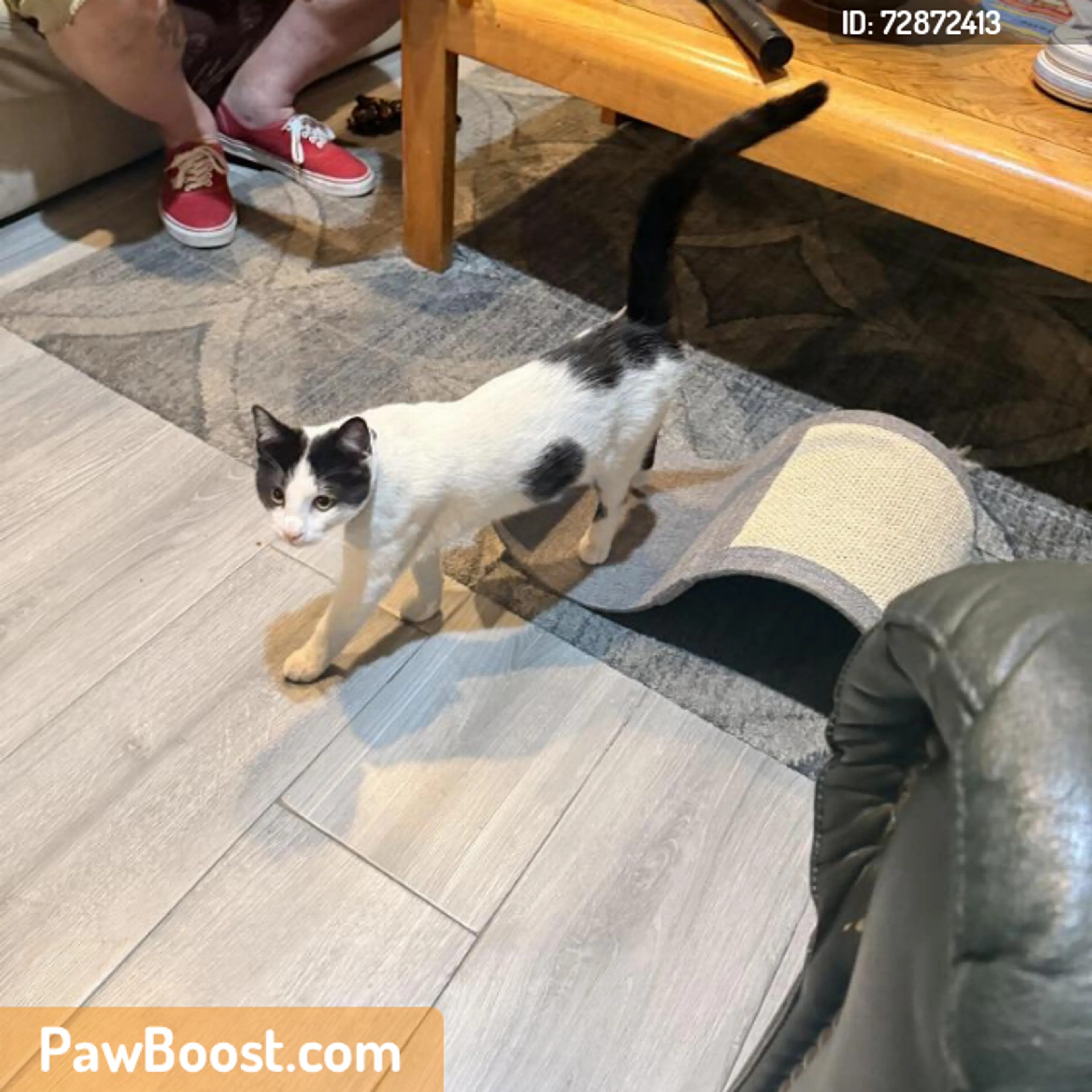 Found pet