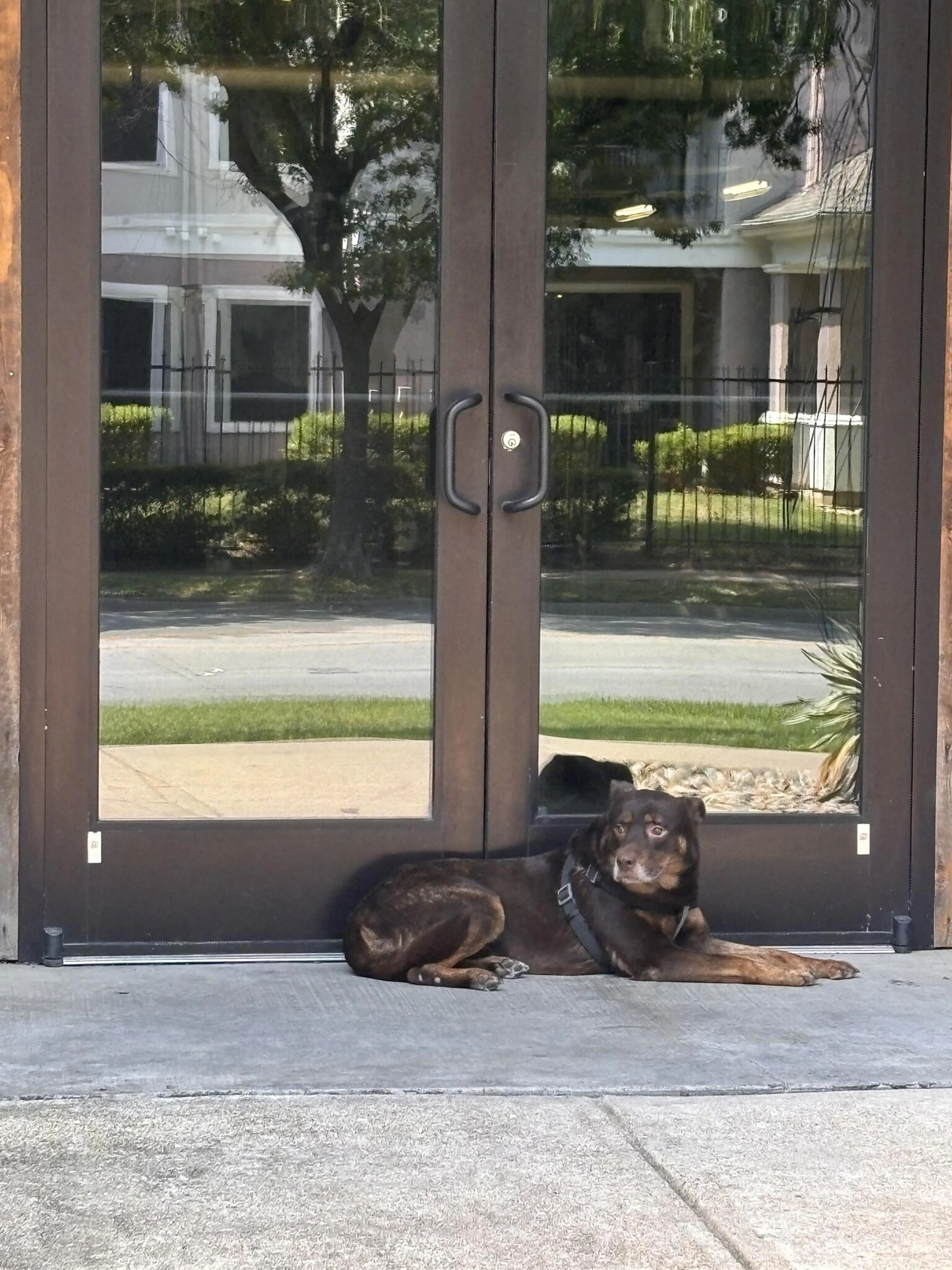 Found pet
