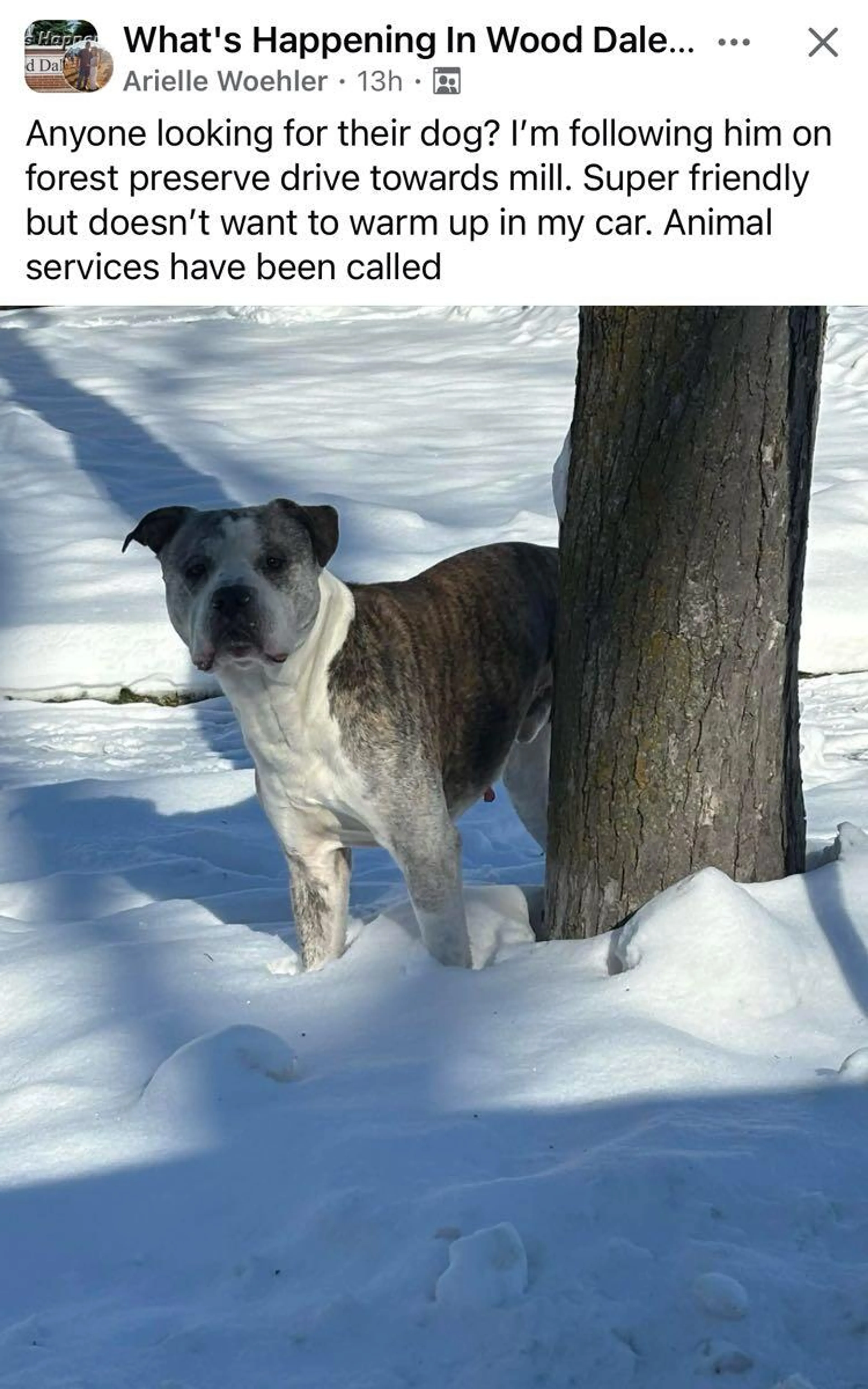 Found pet