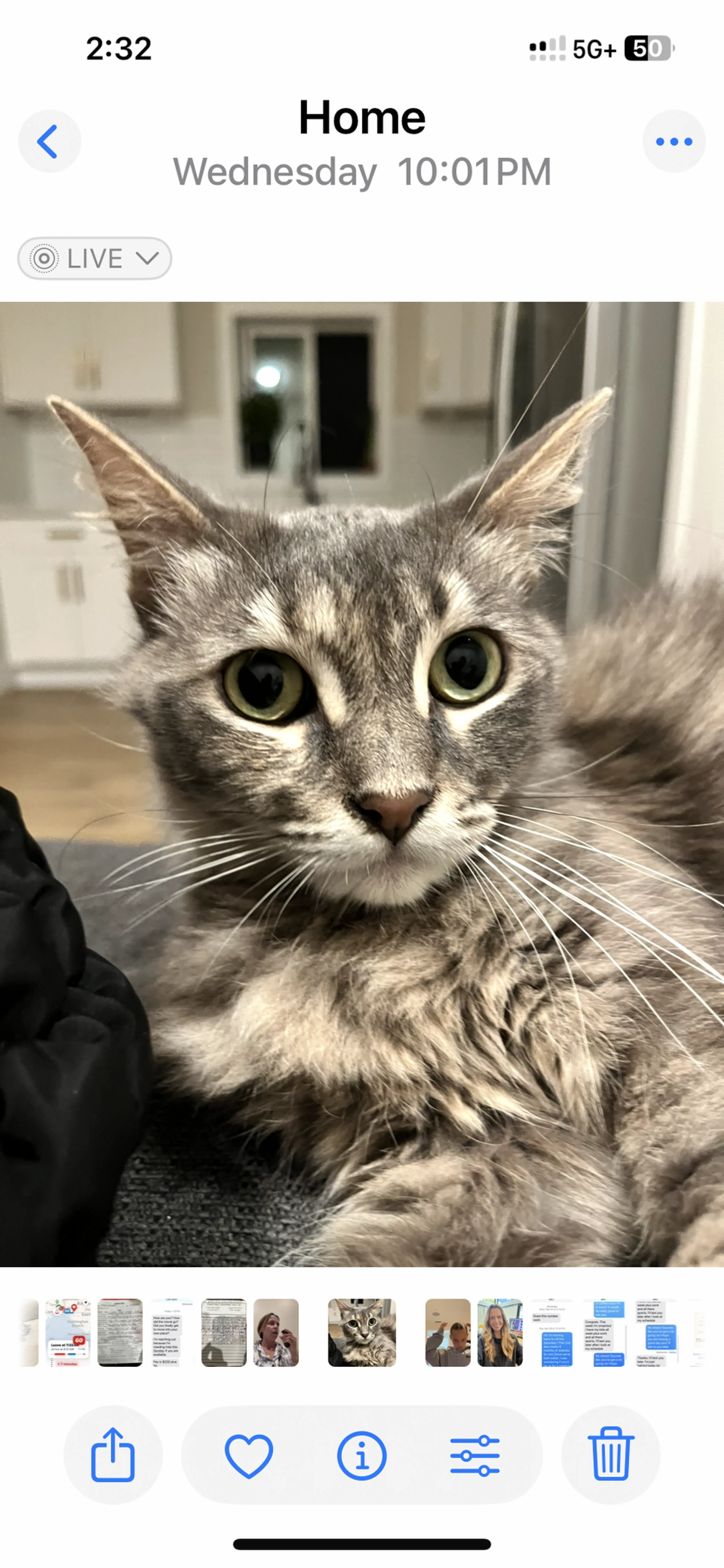 Lost pet