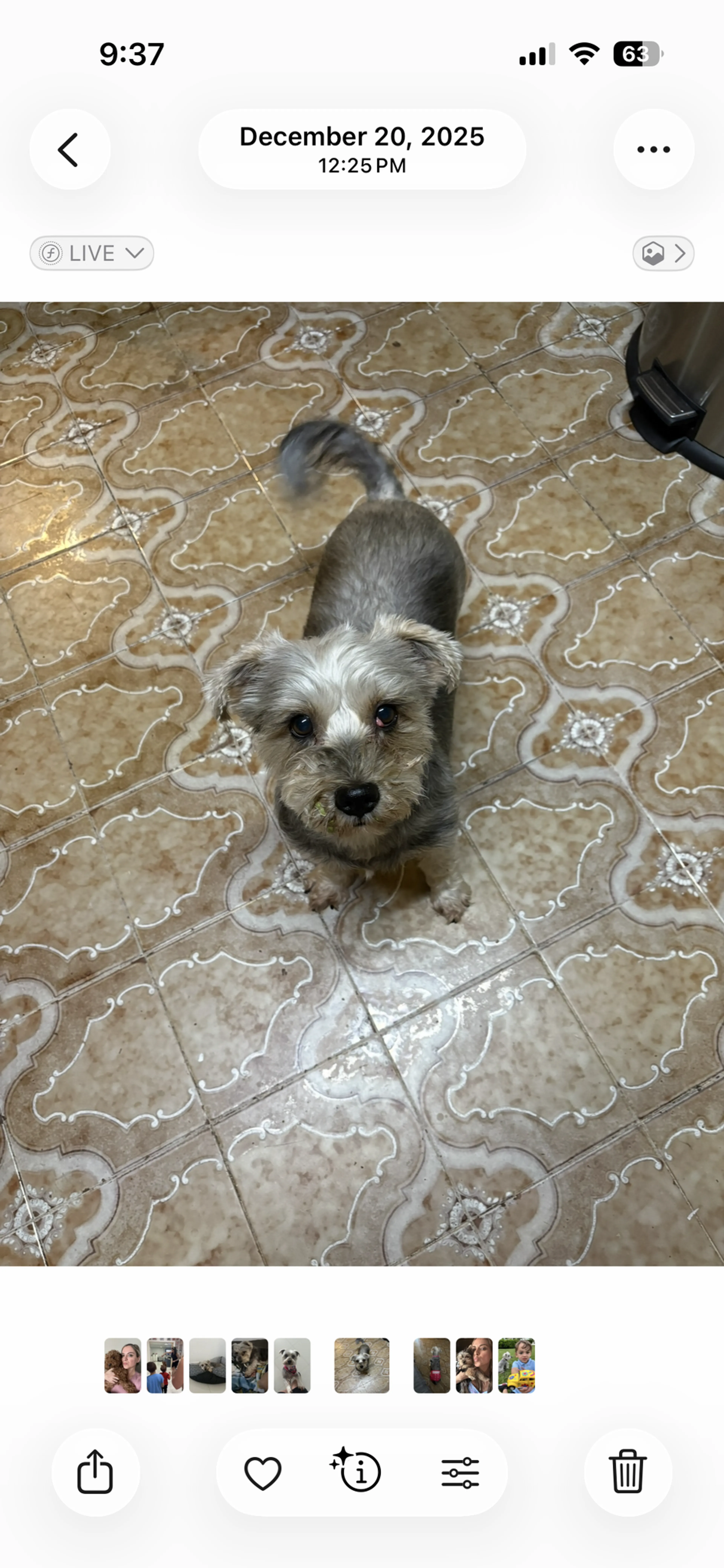 Lost pet